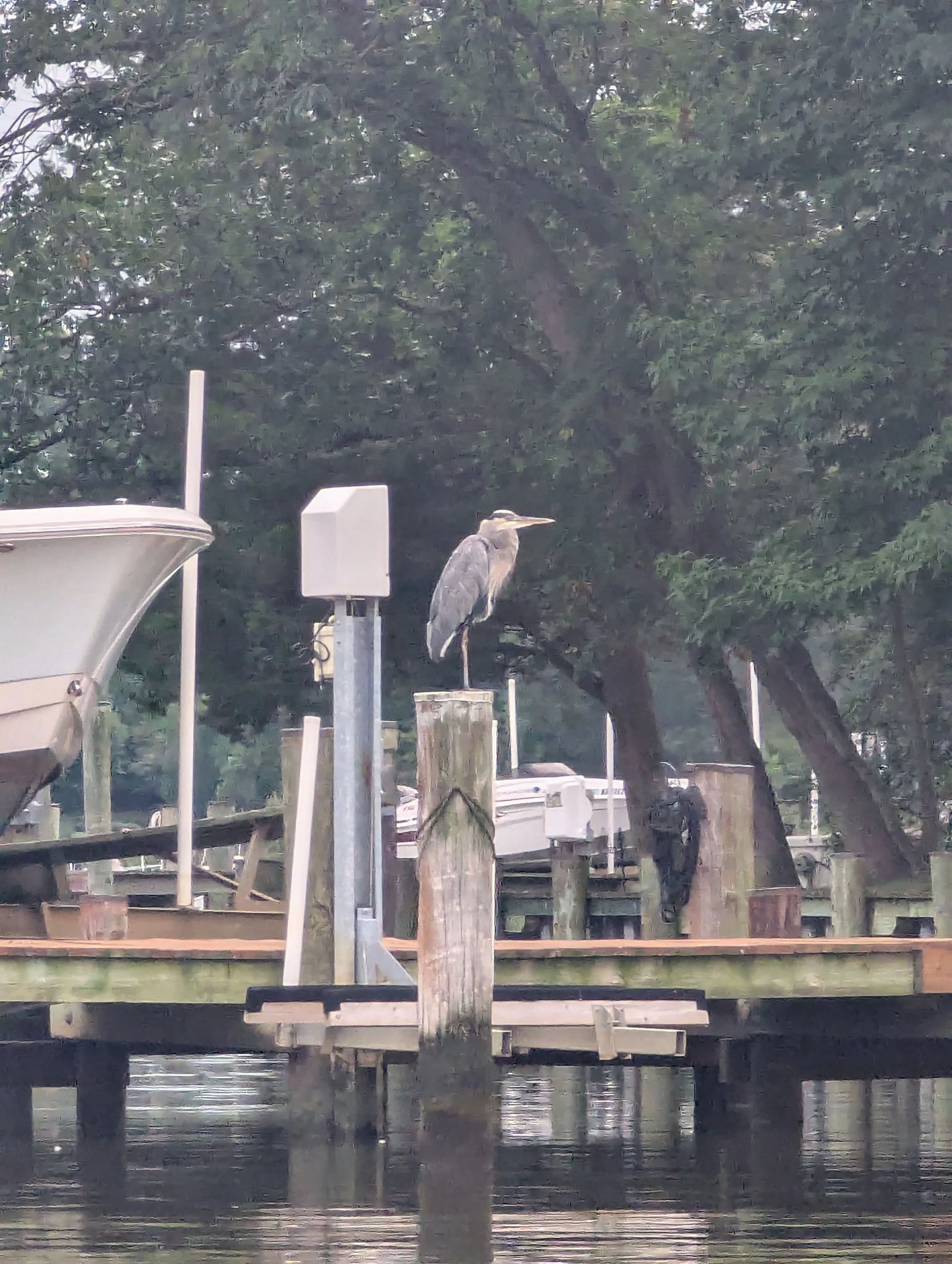 Sept 4 heron4.jpg