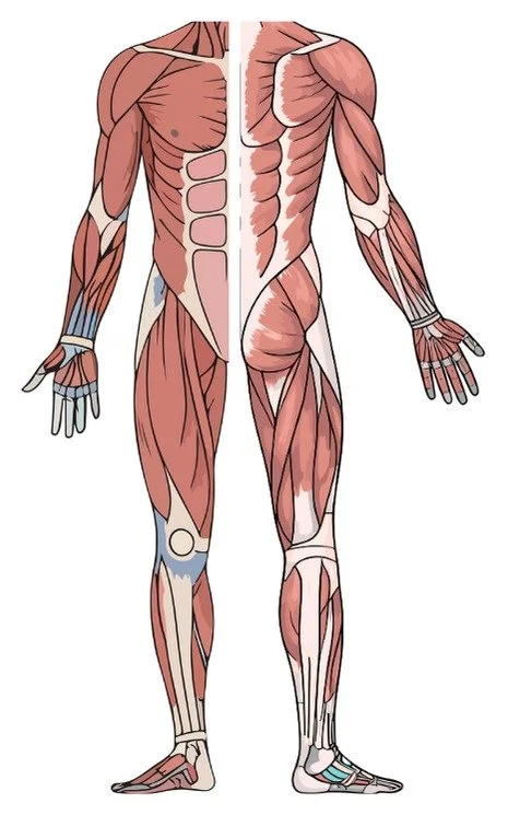 Planche anatomique des principaux groupes musculaires travaillés en EMS