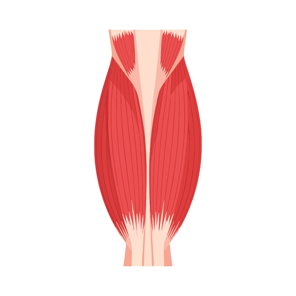 Illustration d’un muscle et de son enveloppe fasciale