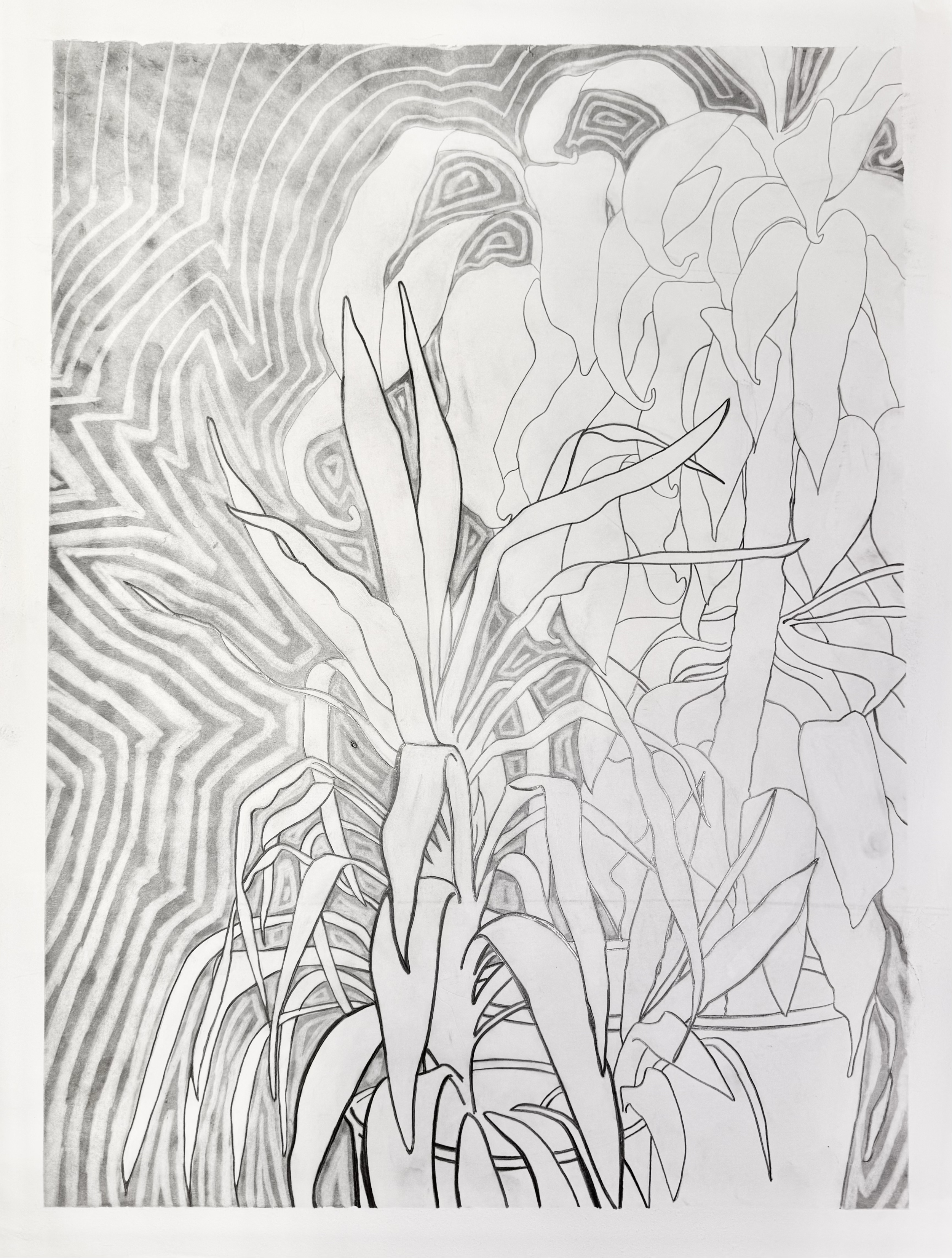 “Contour Line Study.” Graphite on paper. 2025.