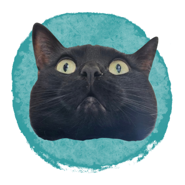 Close-up of a black cat's face with wide yellow eyes, against a teal circular background.