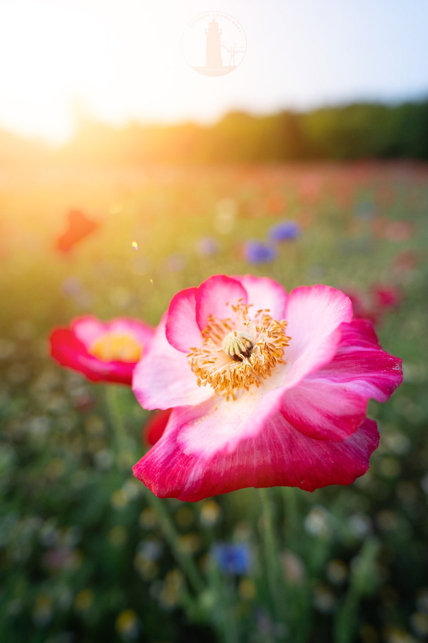 Flowers and sunshine