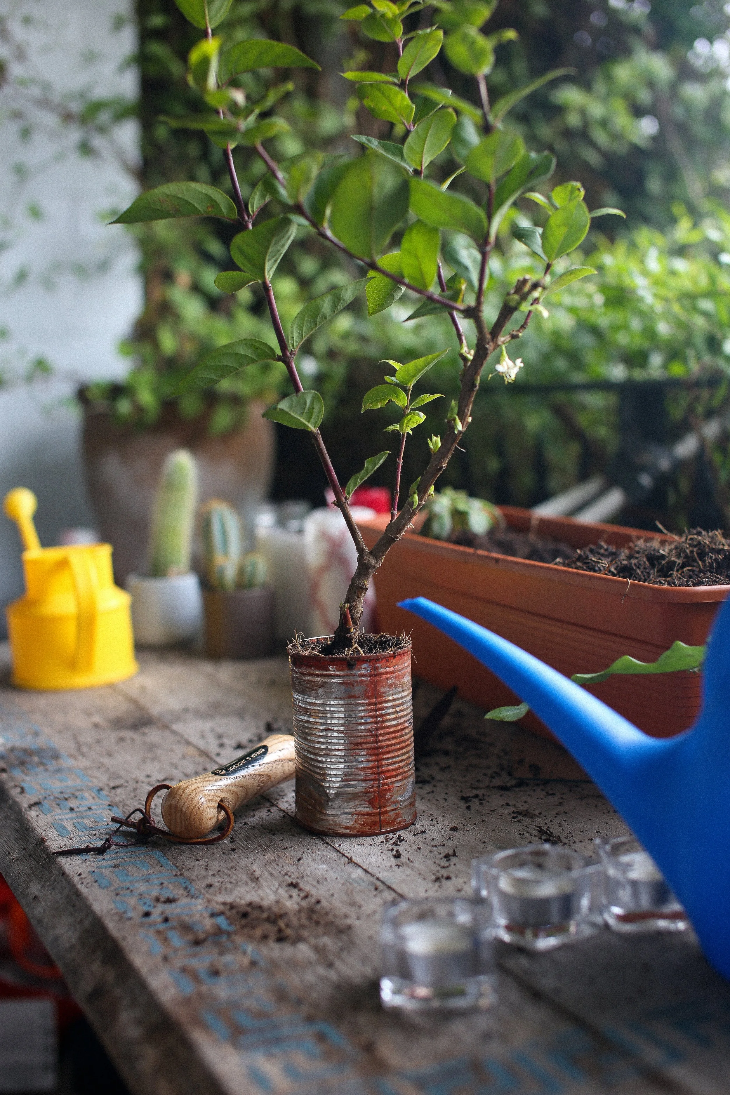 Soil Association | Promo Ad 