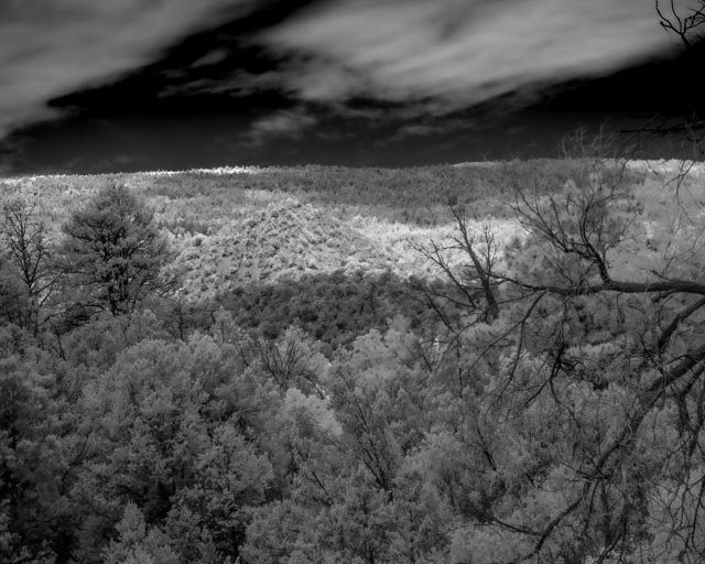 Infrared Tree Tops
