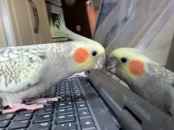 My cranky cockatiel