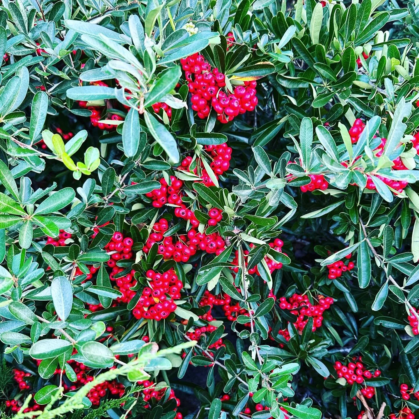 To all our beloved friends and collaborators, a donation has been made in your name to the Los Angeles Regional Food Bank. Happy Holidays!