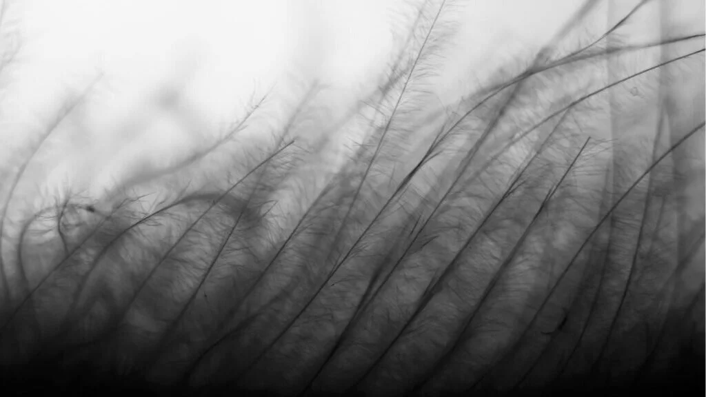 Tears May Tarry for Now 