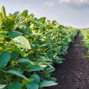 Fast Facts: Bioheat &amp; The Environment