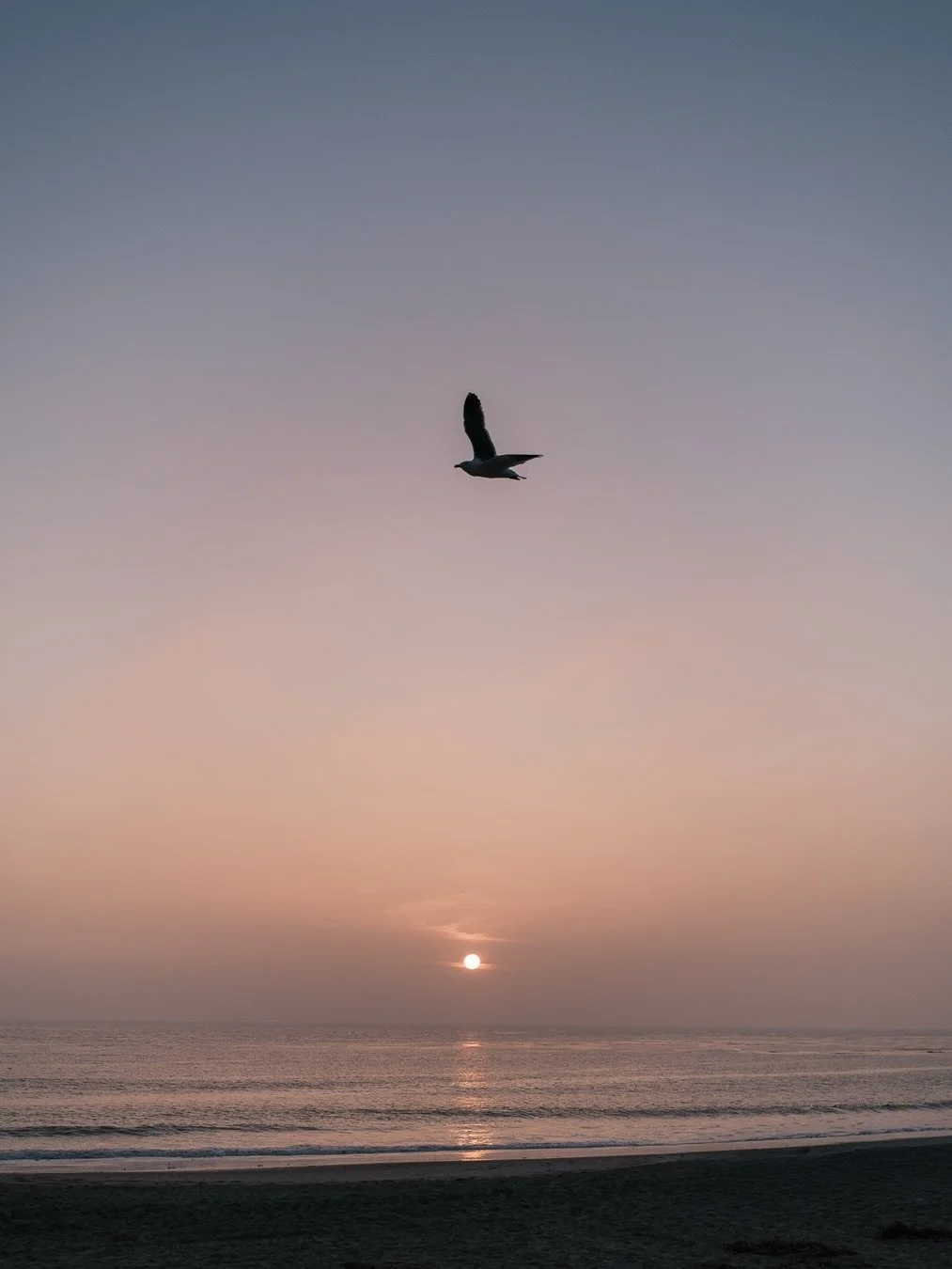 The birds and the sunset at Laguna Beach &mdash; always so lovely. ⁠
⁠
Shot on @fujifilmx_us⁠
⁠
#fujifilm #fujifilmx100vi #fujiframez #thecoastdispatch #earthminimal stademagazine