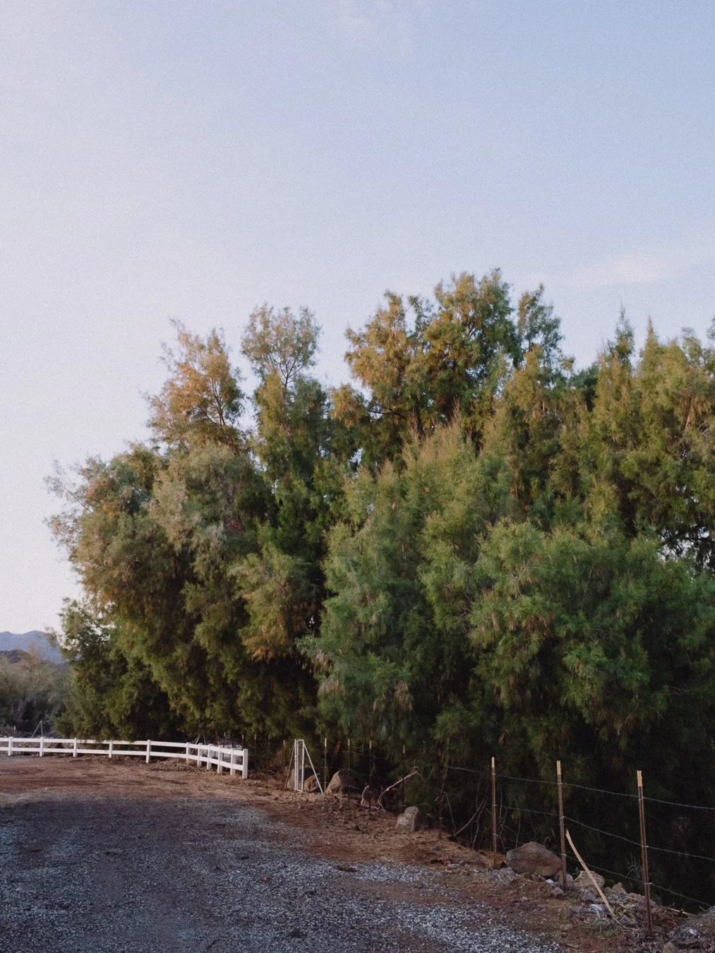 This tree, three ways. #fujilove #x100vi