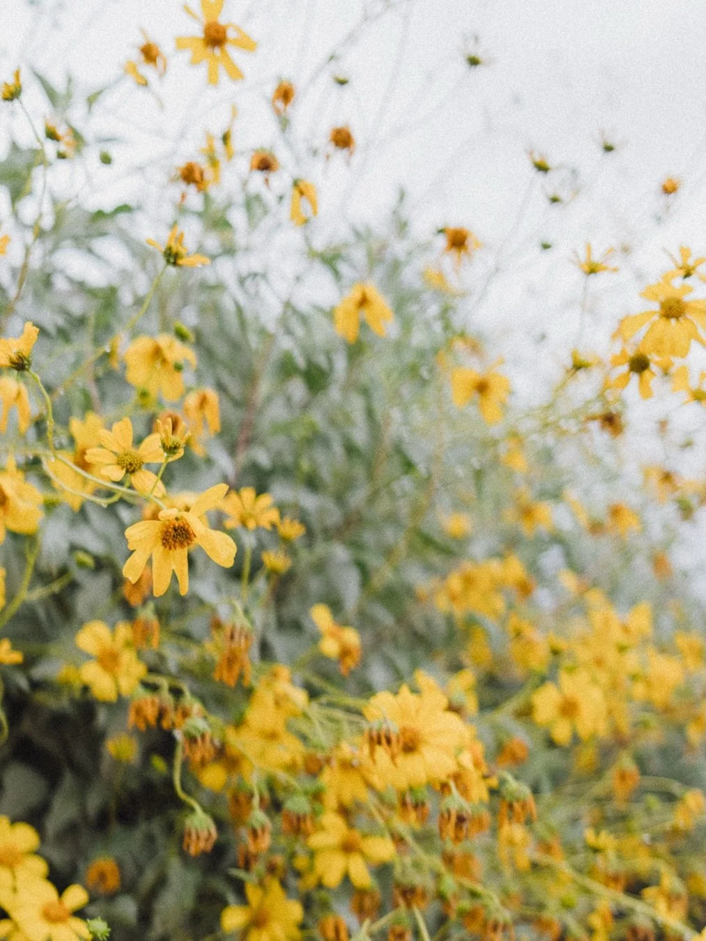 Photos from a short hike on a gloomy day. The light was pretty flat, but I took my camera anyway. I&rsquo;m a little surprised I got such good focus on that bee with my little Fuji x100vi. 🐝