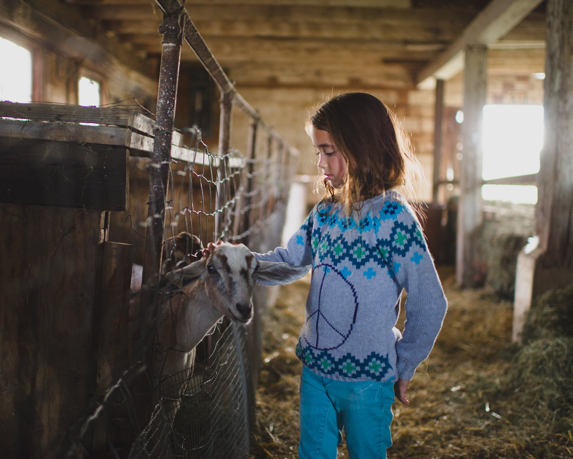 Girl petting goat in a barn, wearing a sweater and jeans