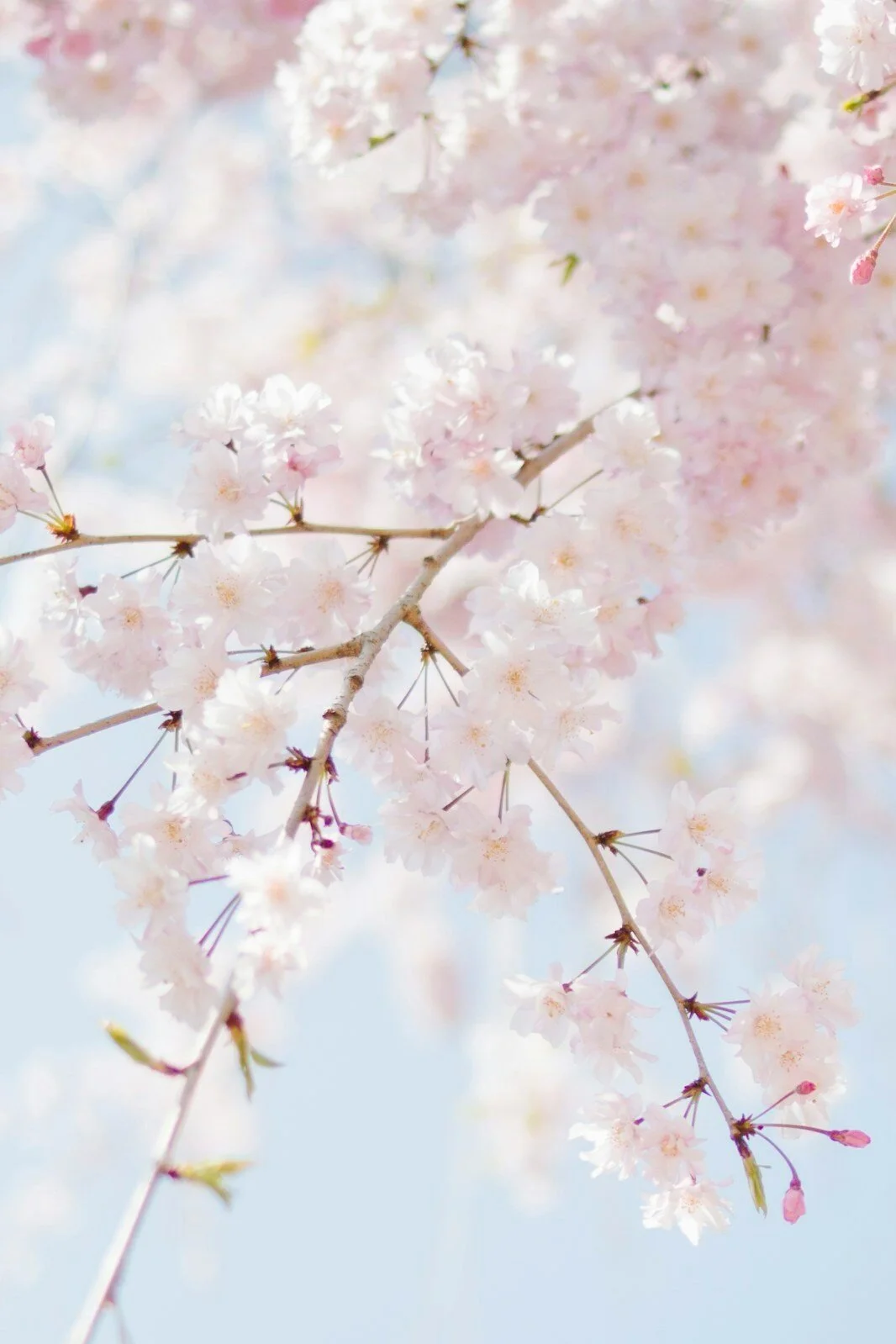 Yoga LaneSummerfield, NC