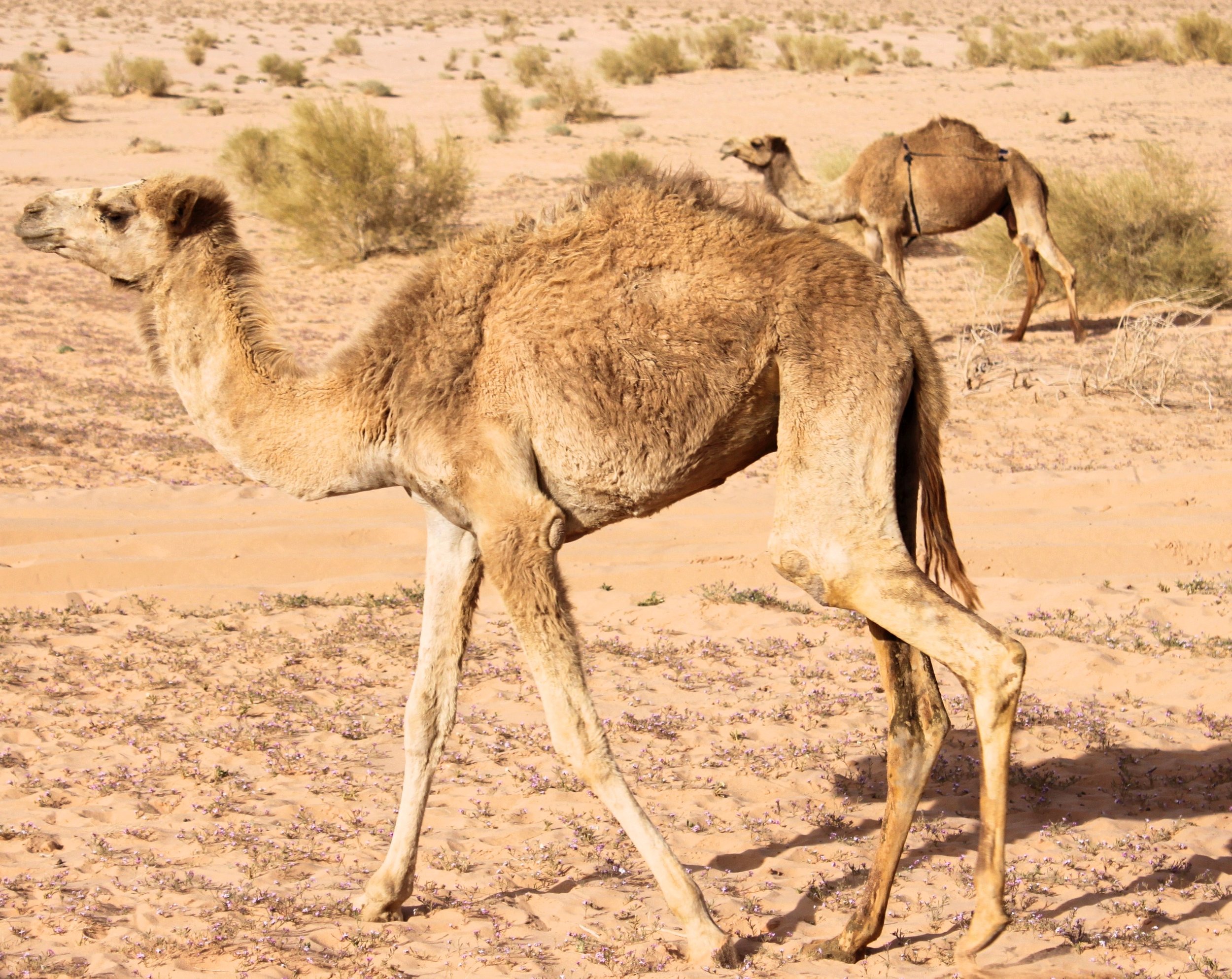 Wadi Rum, Jordan- camels.JPG