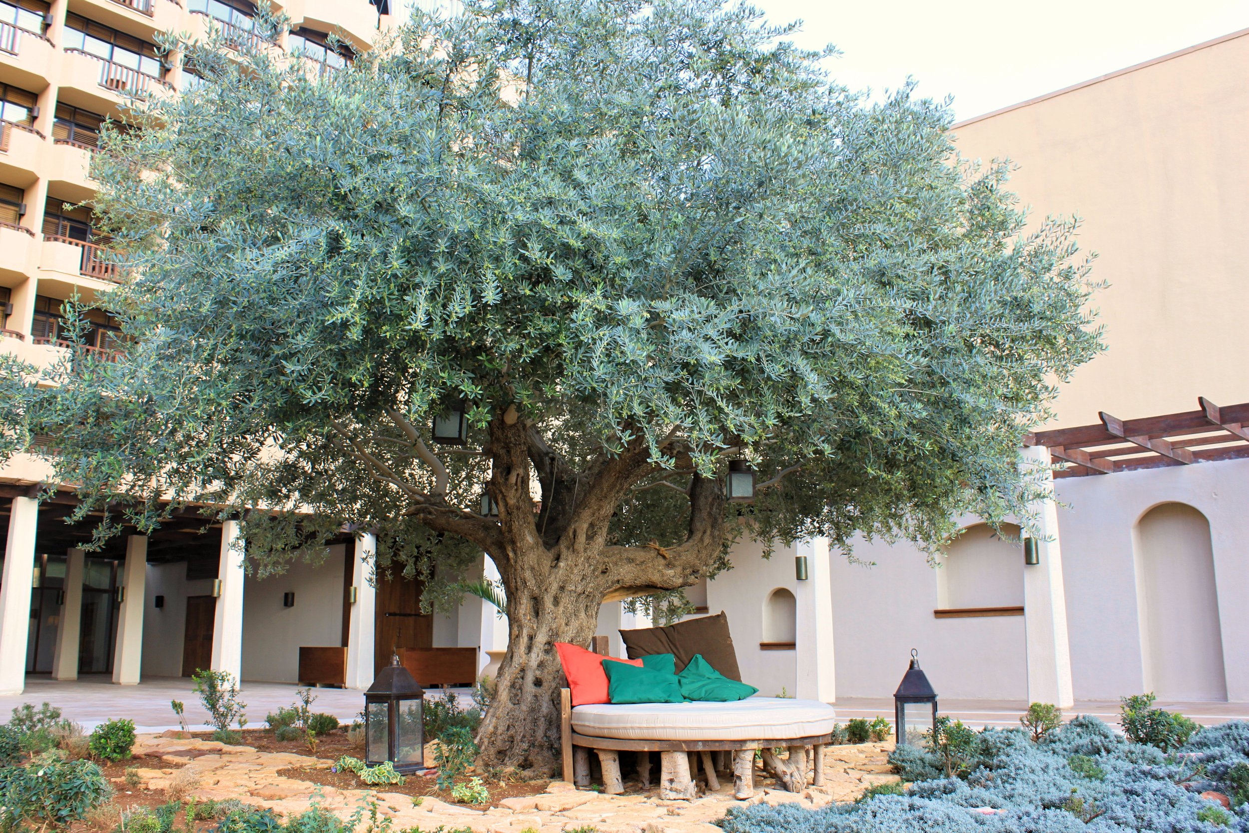 The central tree at the Ma’in Hot Springs Resort &amp; Spa in Jordan