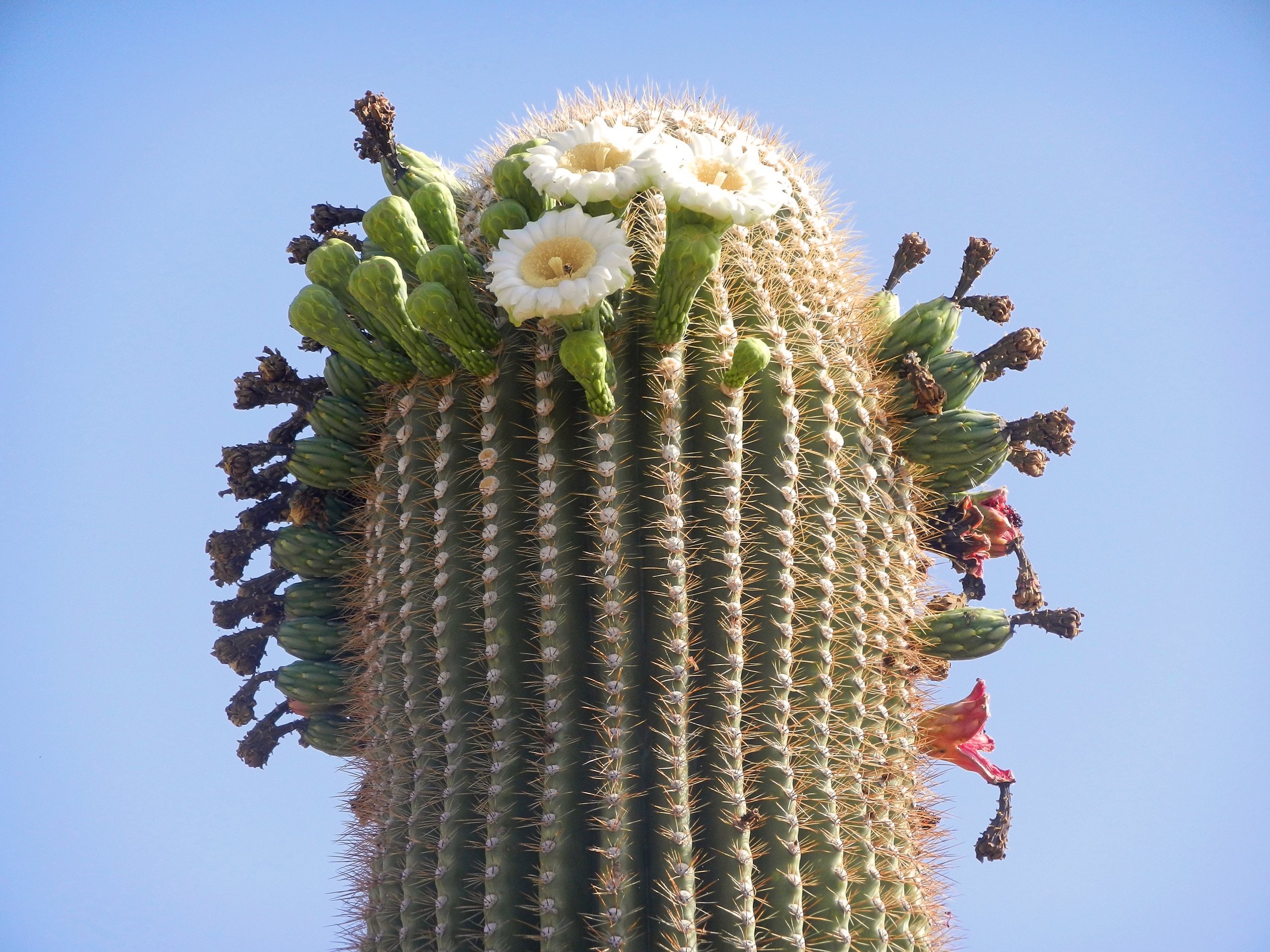 Cactus flower in the Sonoran Desert, Arizona.jpg