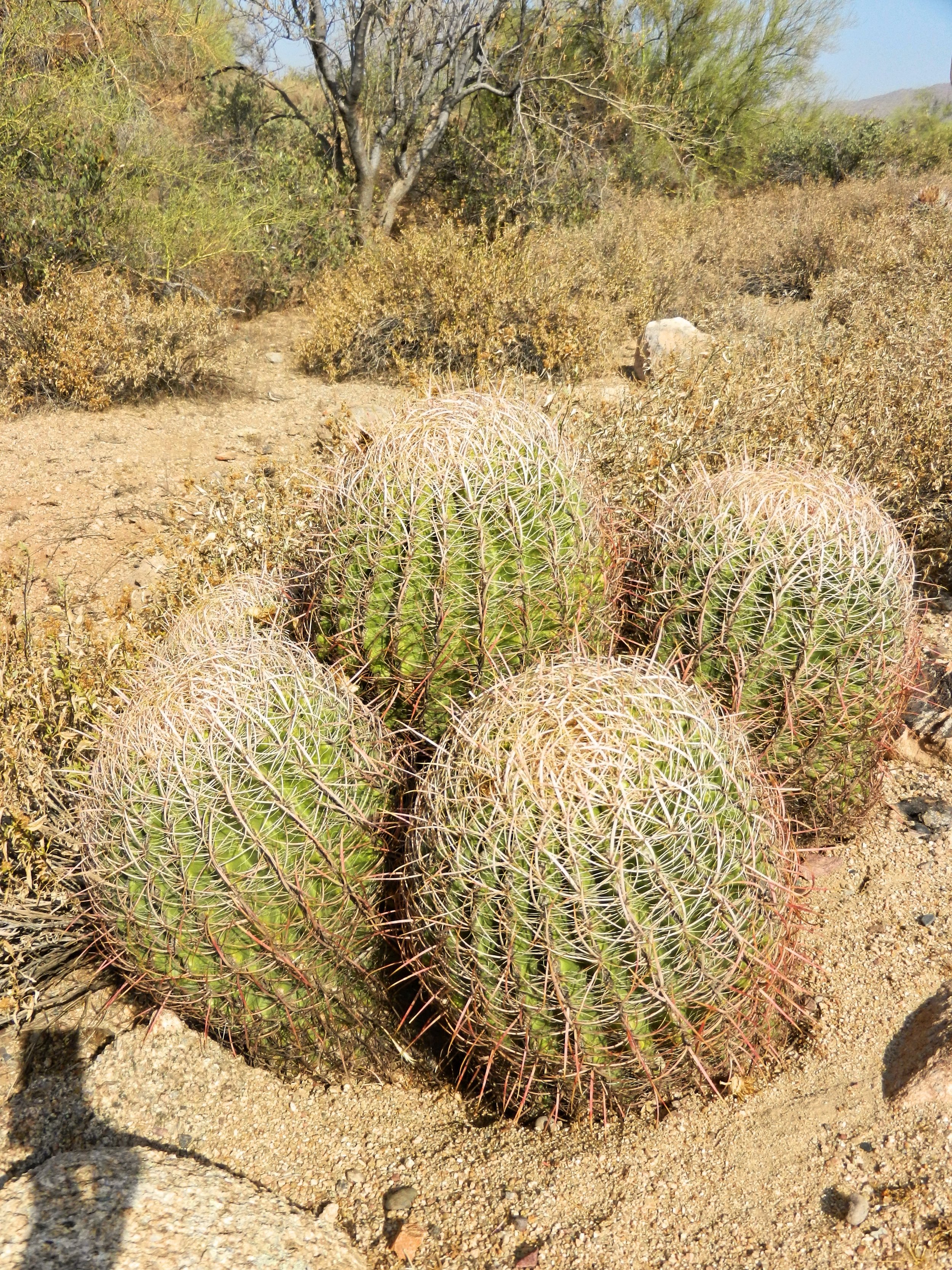 Cacti in the Sonoran Desert, Arizona.jpg