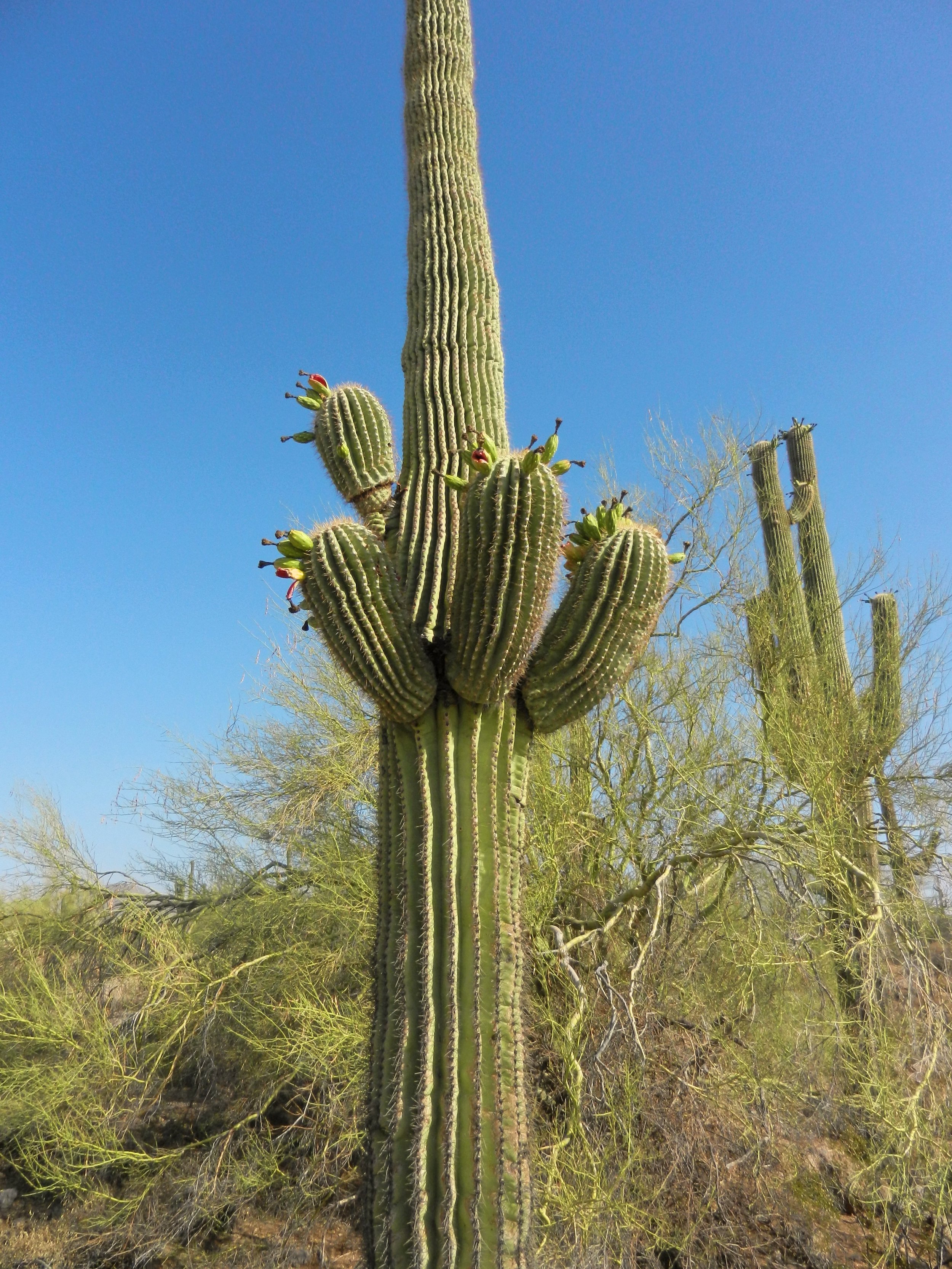 Cactus in the Sonoran Desert, Arizona.jpg