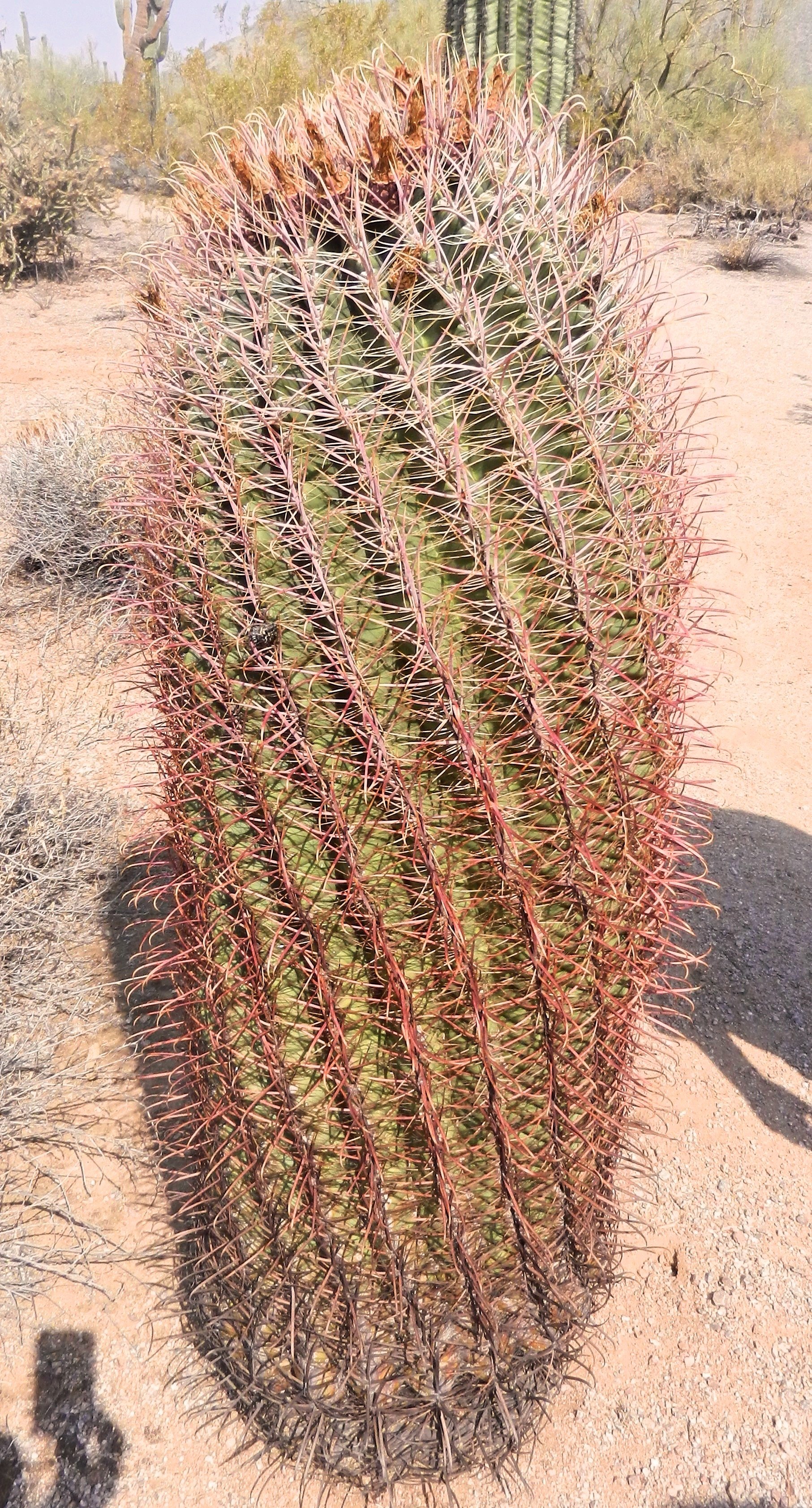 Large cactus in the Sonoran Desert, Arizona.jpg