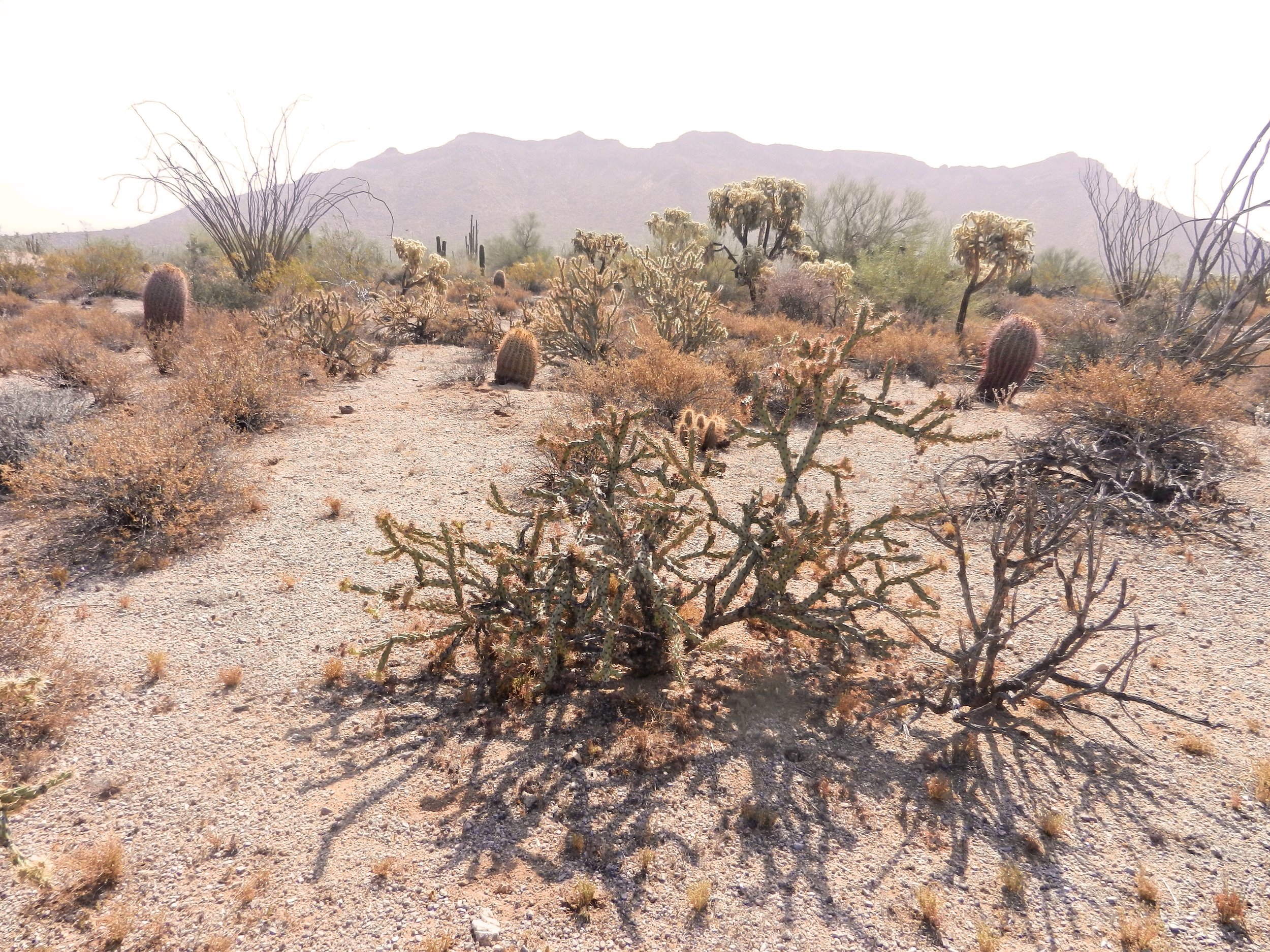The Sonoran Desert, Arizona.jpg