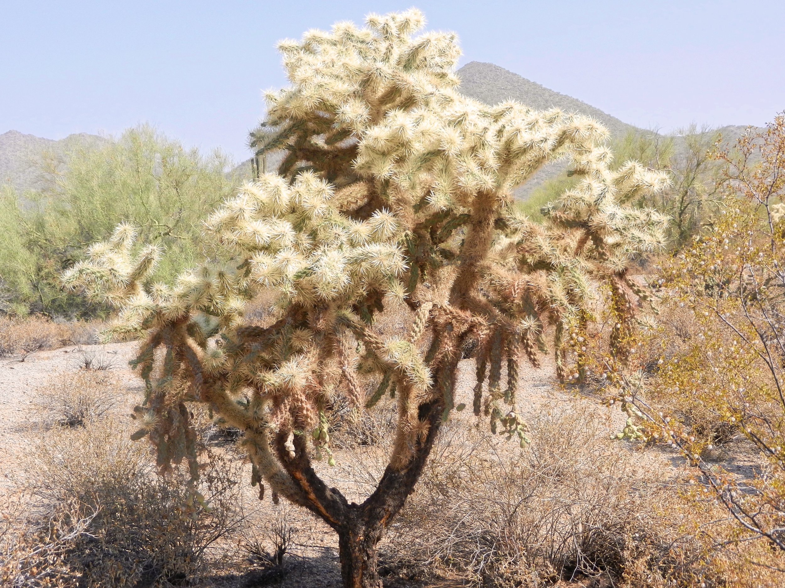 Tree in the Sonoran Desert, Arizona.jpg
