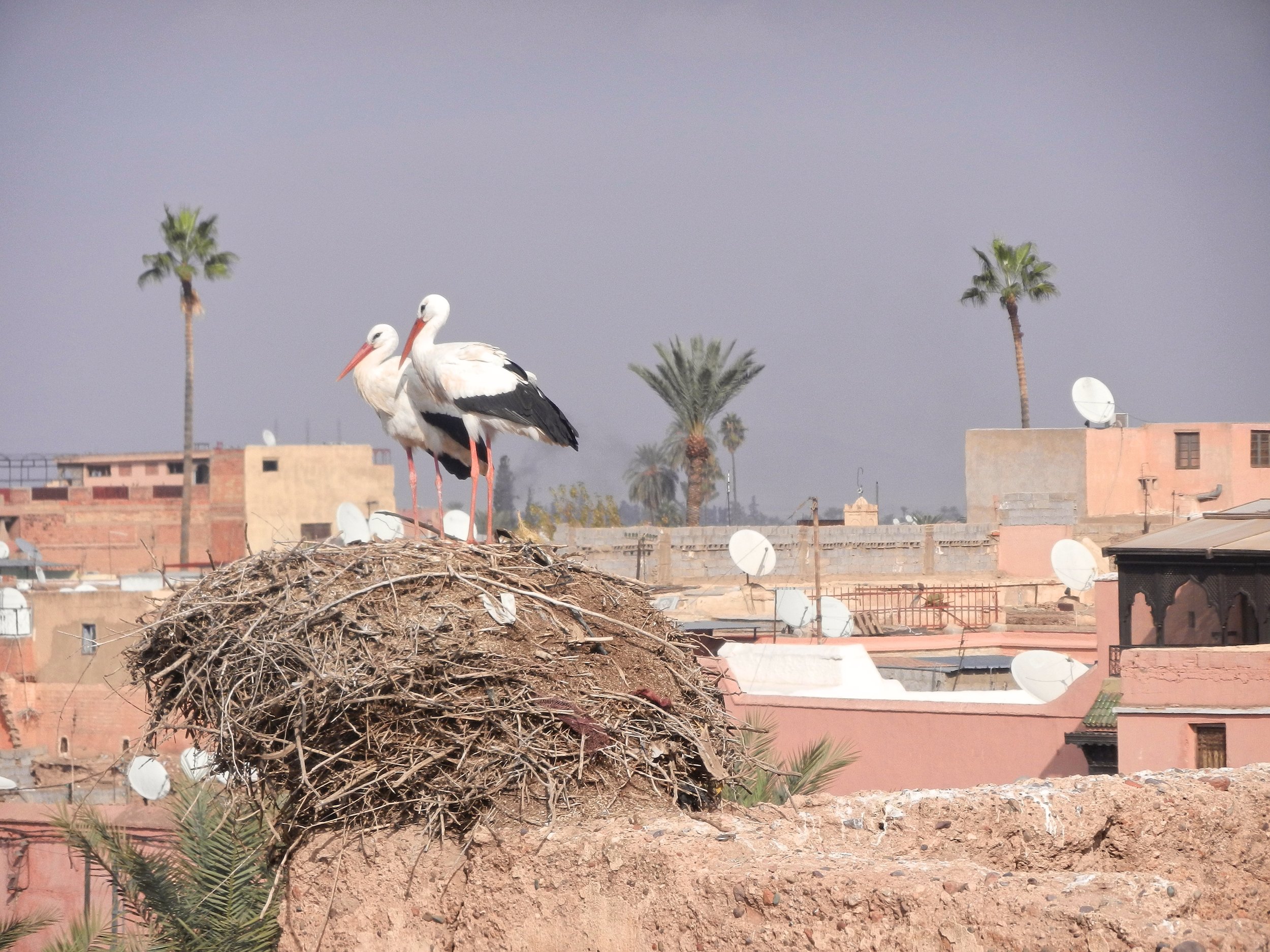 Palais El Badi in Marrakesh, Morocco- storks.jpg