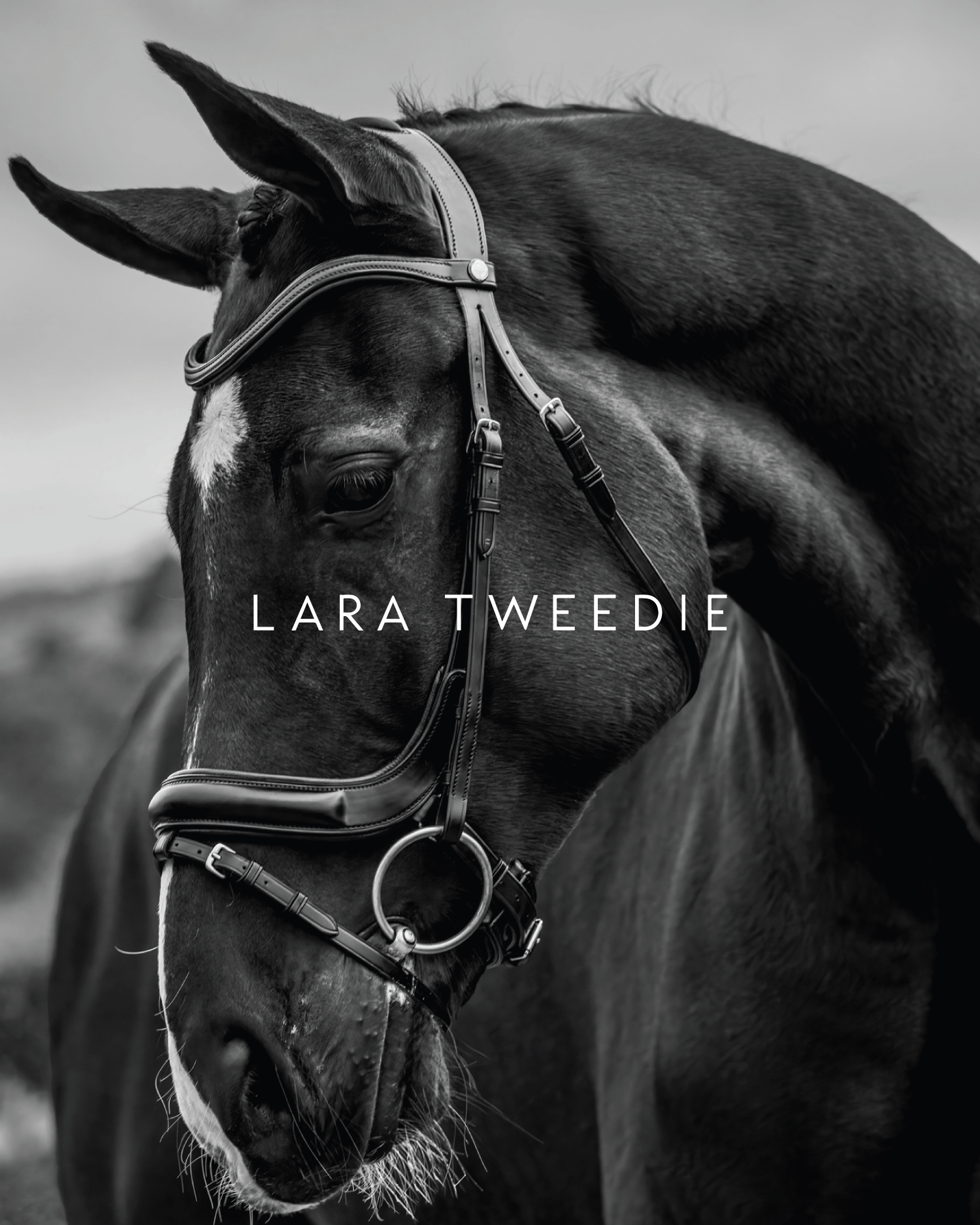 LT-Main-Horse.png