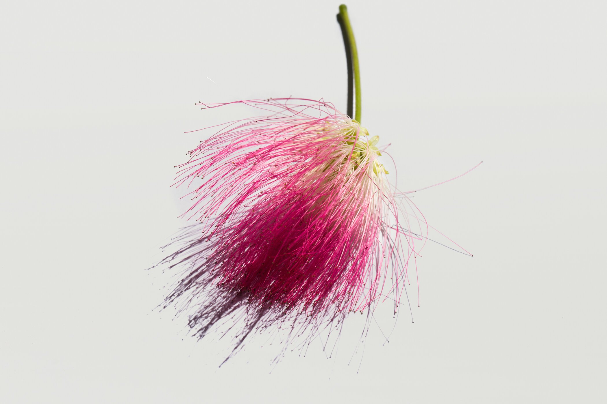 IC_EnlightenPlus_Ingredient_PersianSilkTree.jpg