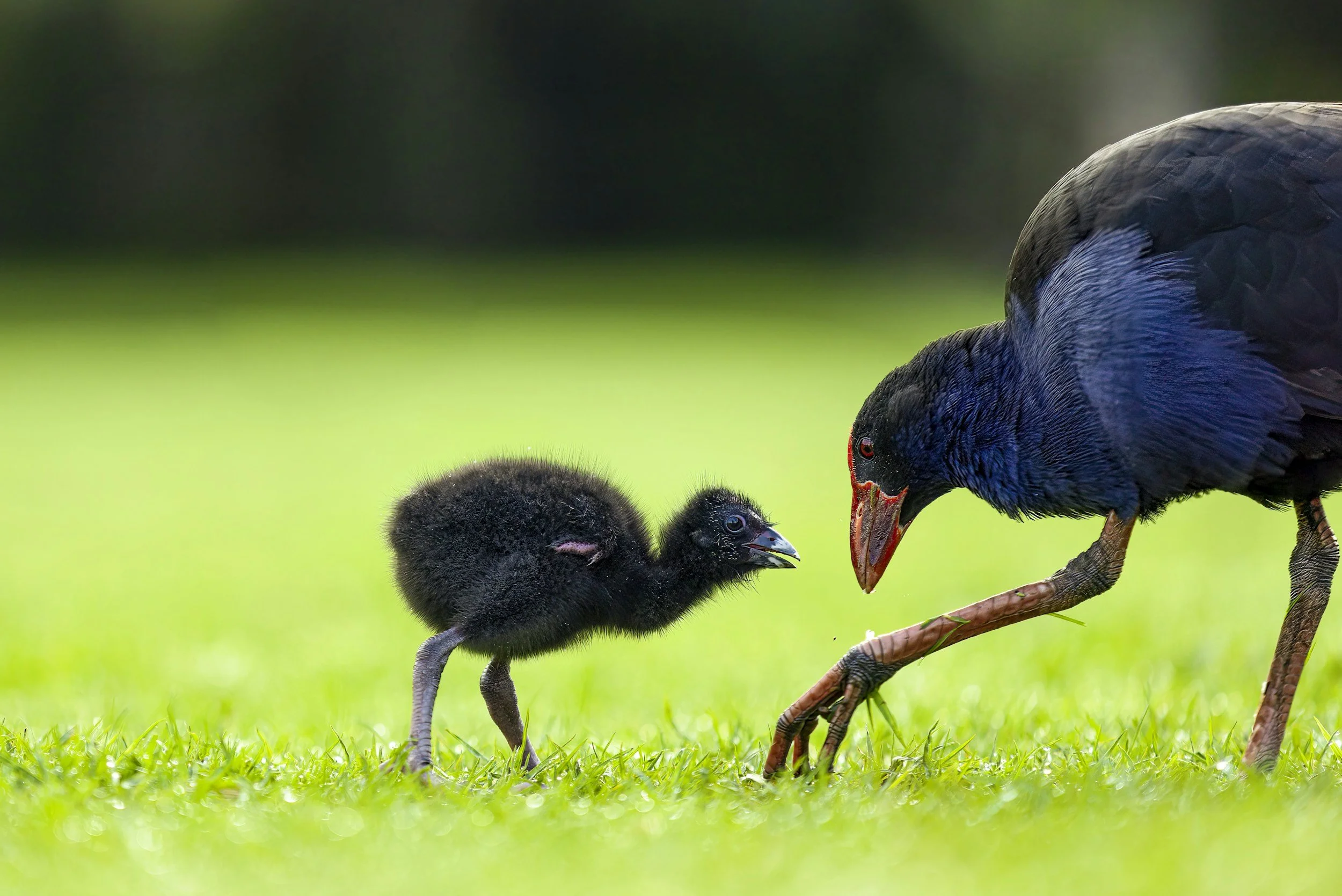New Zealand Takahe with a chick
