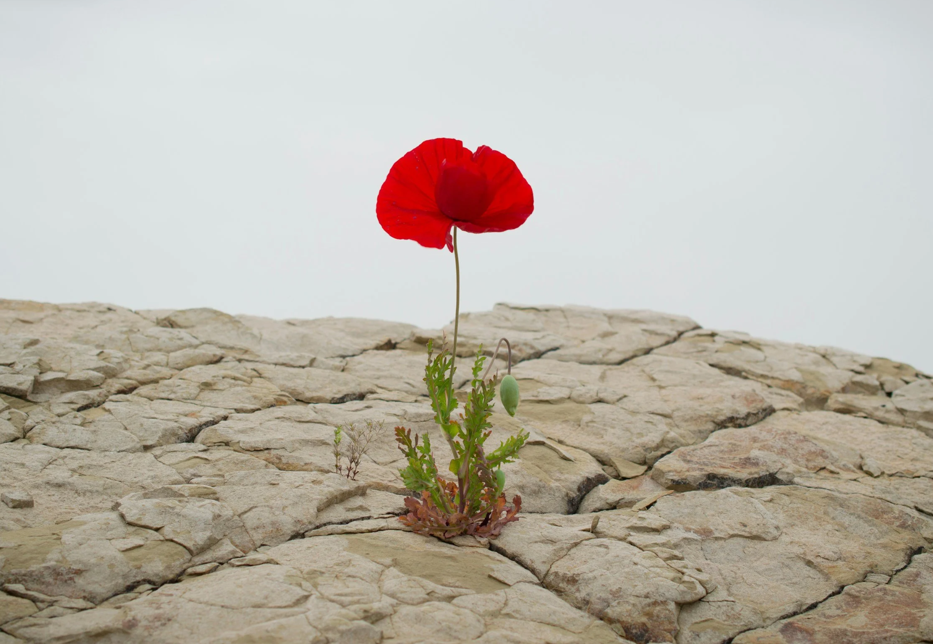 Business Resiliency as Medical Writers: Future-Proofing Your CME Writing Biz for 2026