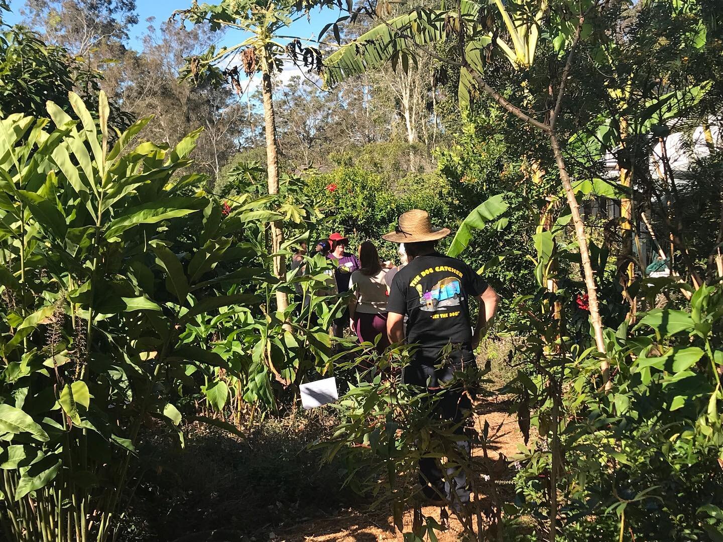 A beautiful day for our open garden as part of the Samford Edible Garden Trail. Lots of happy gardeners coming through learning about chickweed, asking questions and smelling the roses. #livingpatternspermaculture #samfordediblegardentrail