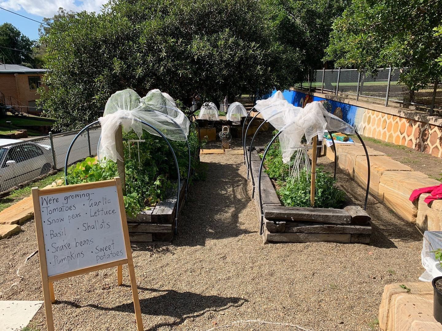 I spent the morning consulting with Windsor State School.  Some of their garden team attended the Successful School Gardens workshop I run with Emma Brindle at NSCF, and they have made a great start to their garden.  They have raised beds, a worm far