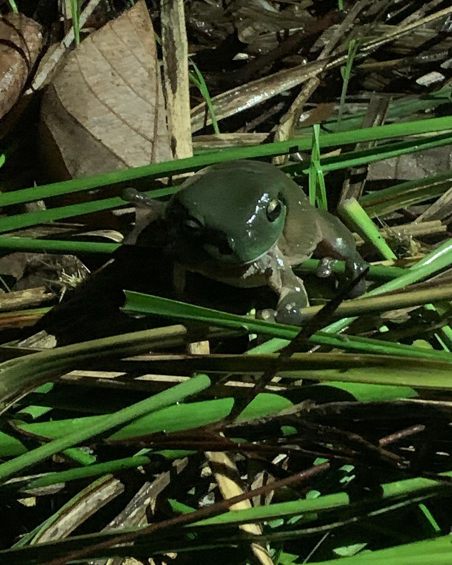 Some frogs loving the rain and hanging around our natural pool (in progress). #lovefrogs #samfordfrogs #wildlifeinmygarden