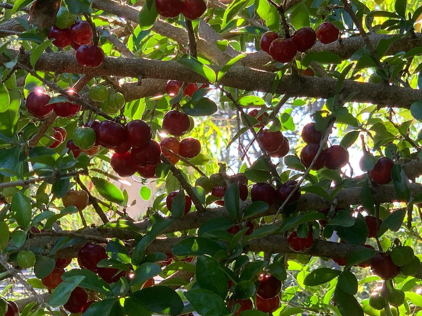 First harvest of our Acerola Cherries this morning. They have a beautiful delicate floral flavour and they are very high in vitamin C.  They perish quickly so I will try dehydration for some of them and some will go to our local edible exchange. The 