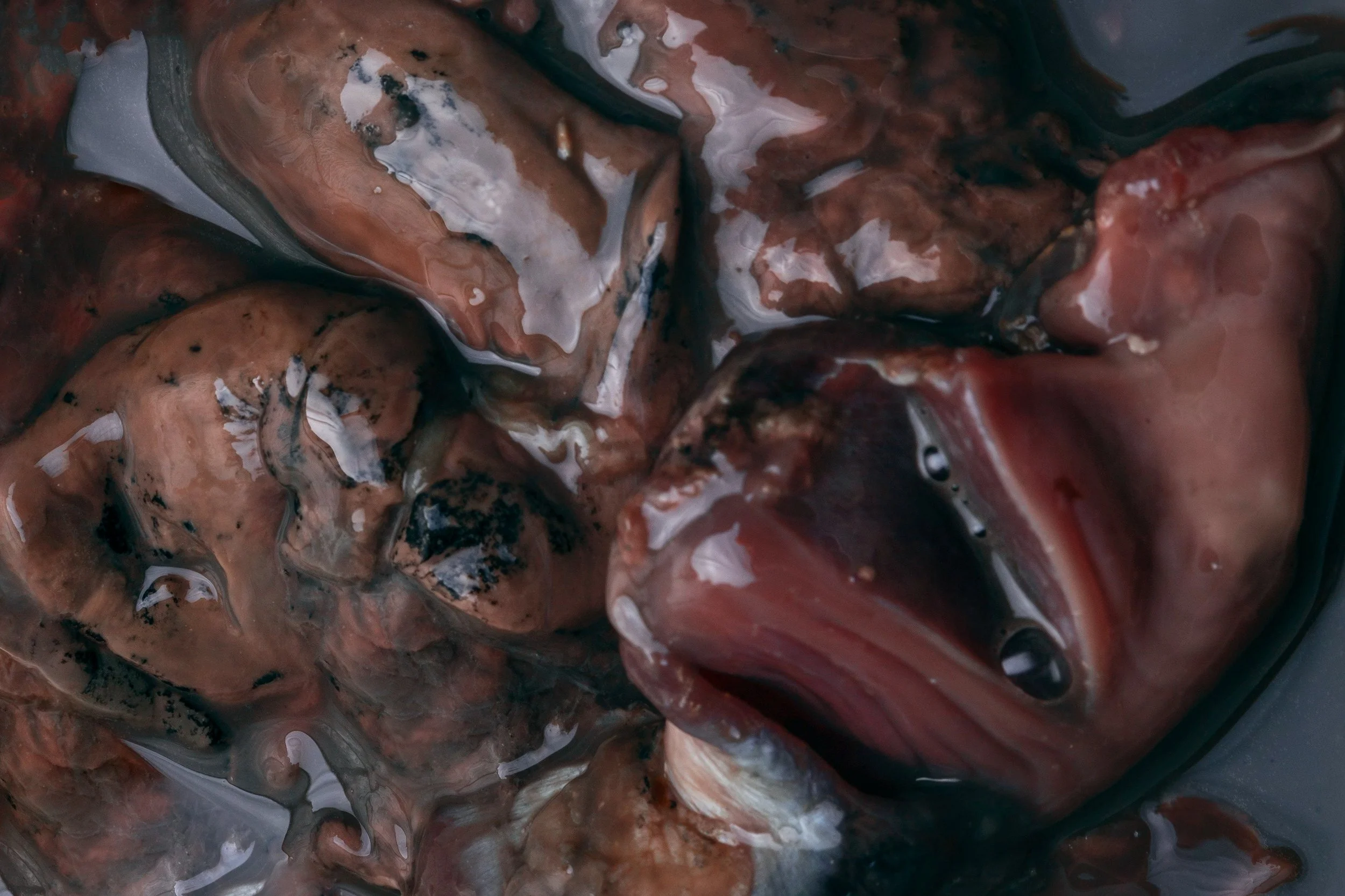 untitled (chicken gizzards and liver)