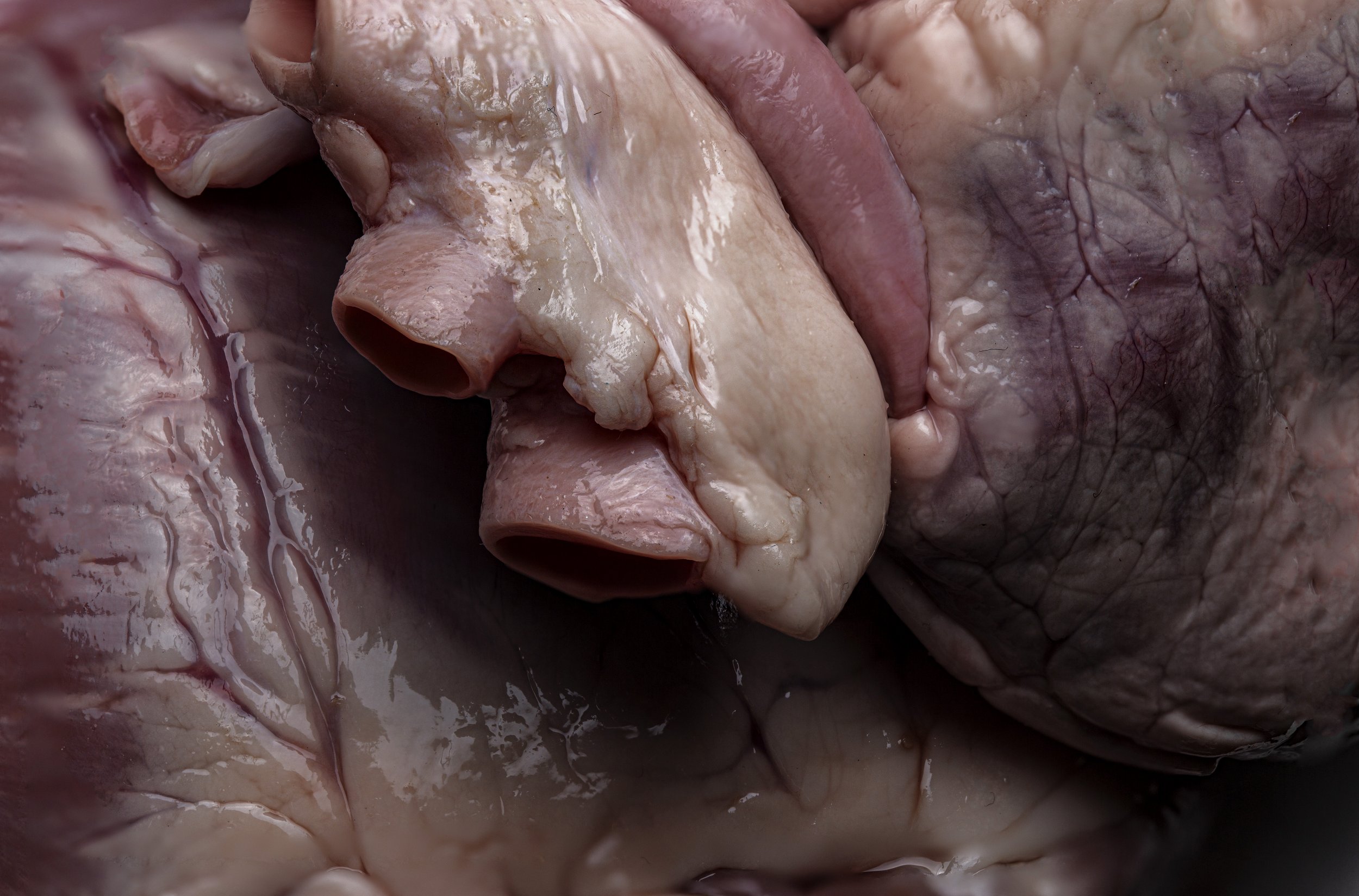 untitled (pig hearts)