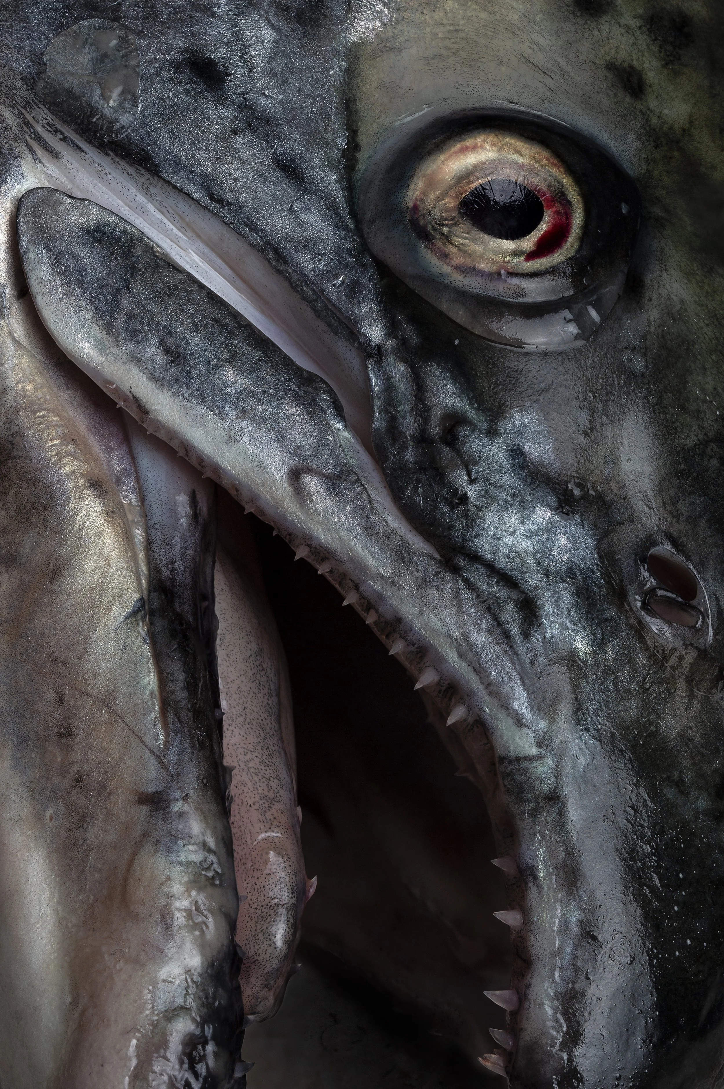 untitled (salmon head)
