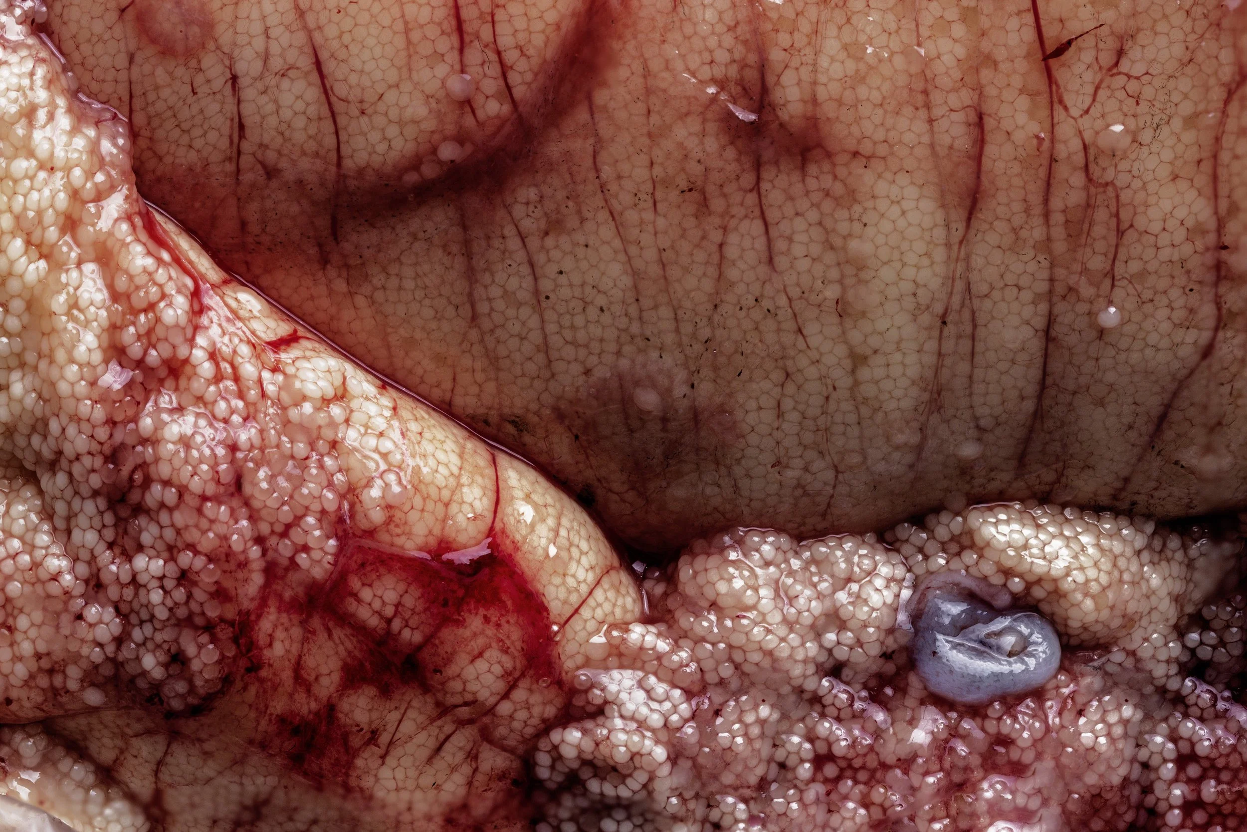 untitled (fish roe)