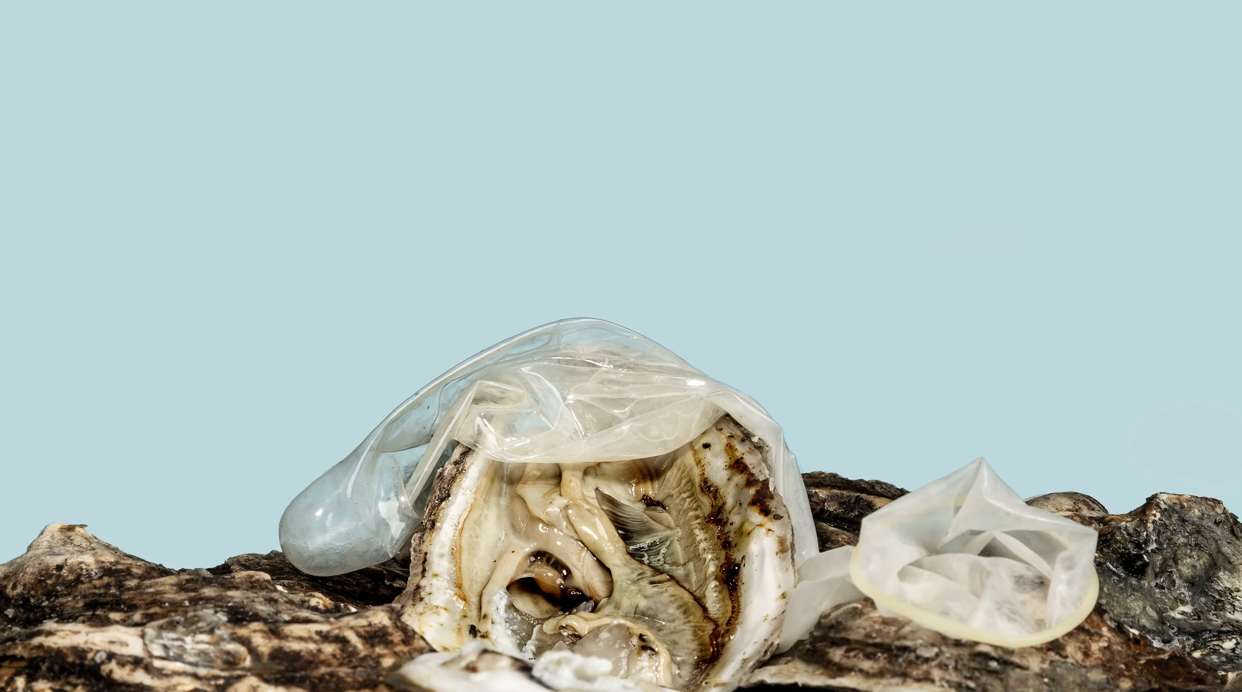 untitled (oysters and condom)