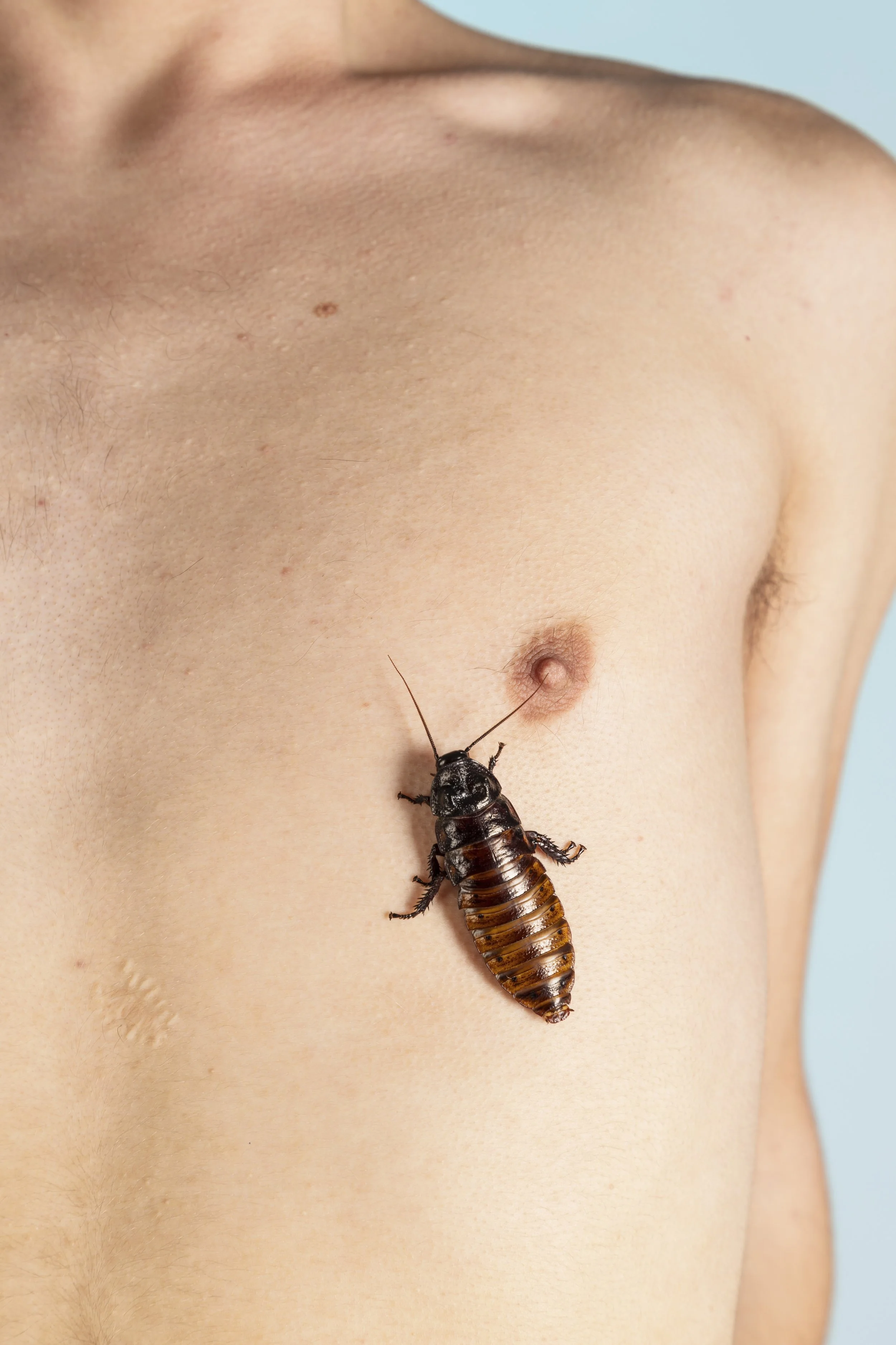 untitled (cockroach)