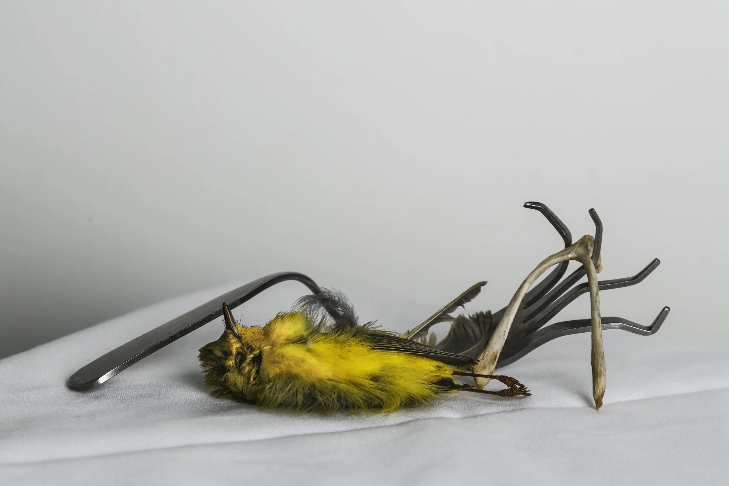 1paccbird.jpg