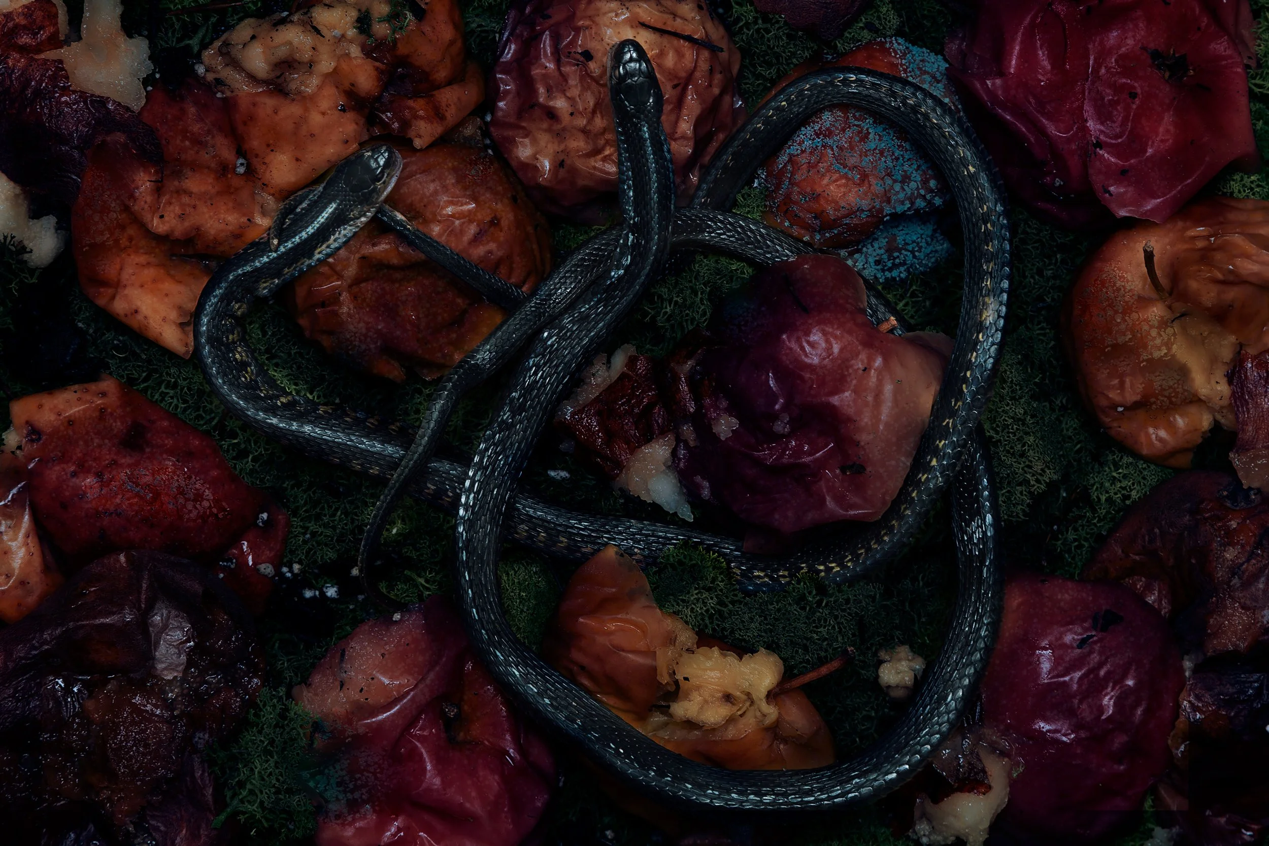 snakeweb.jpg