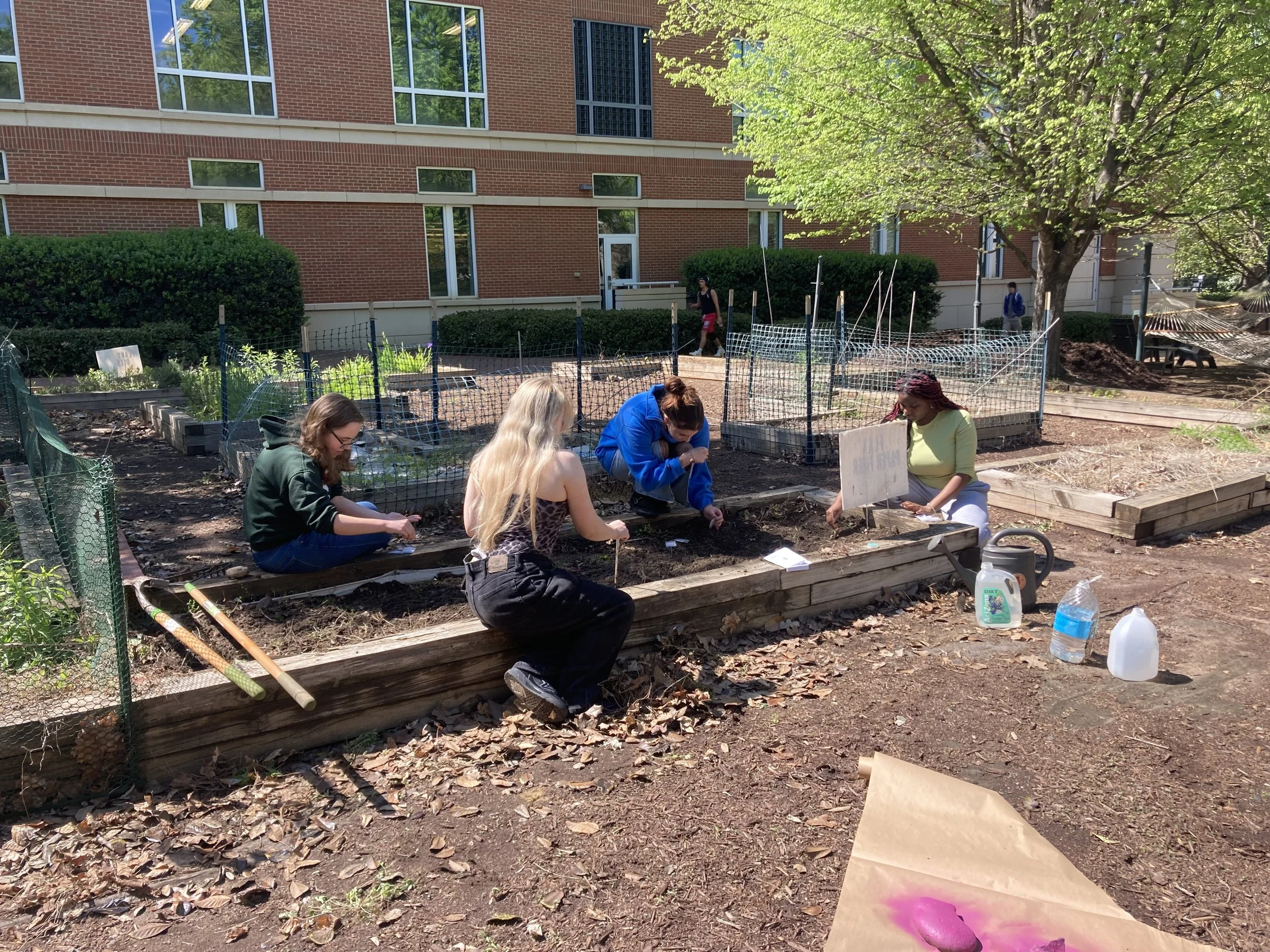 Planting seeds for natural dye garden, 2024