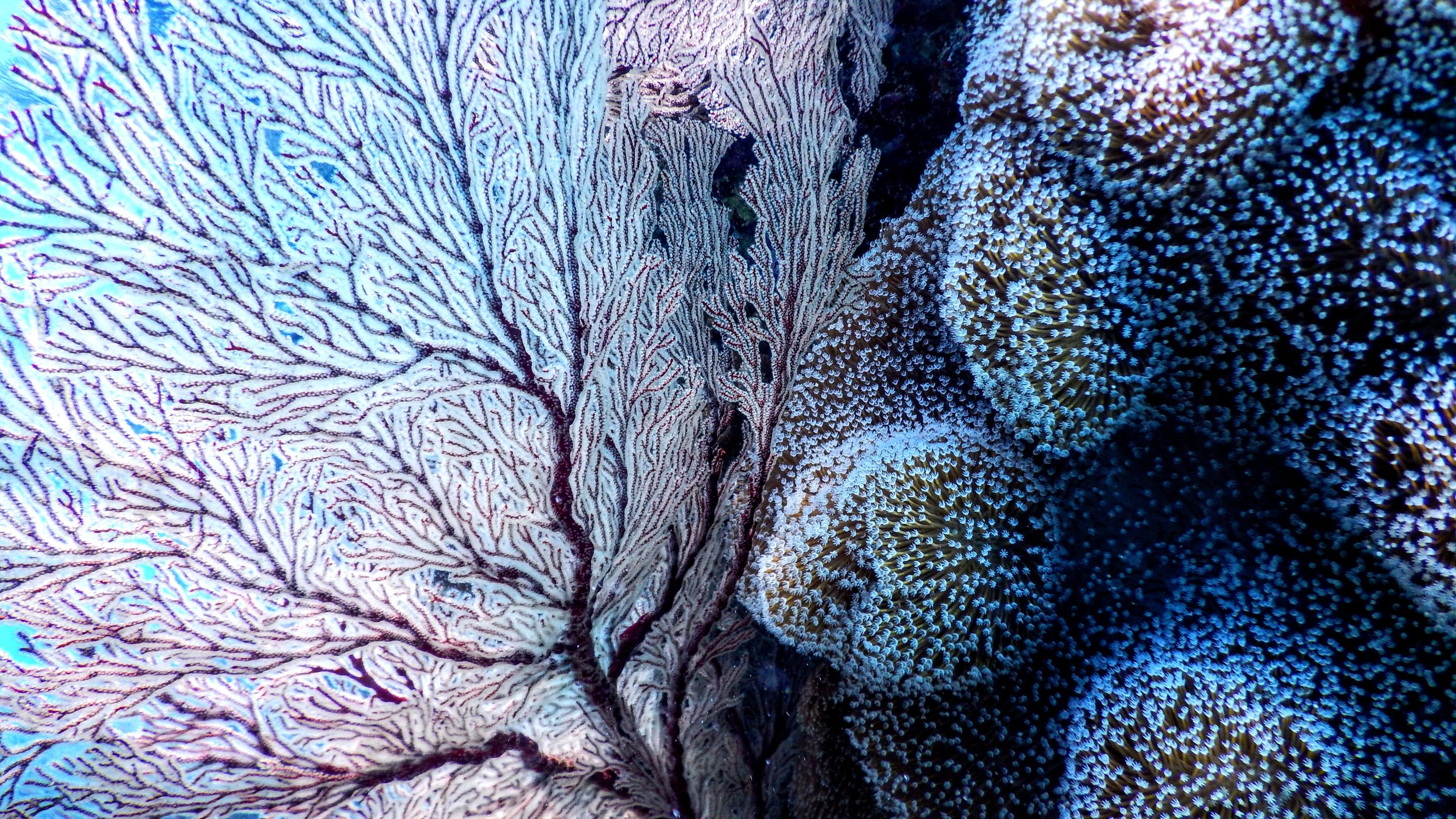 WEEKLY IMAGE: Coral Reef by Tomoe Steinbeck