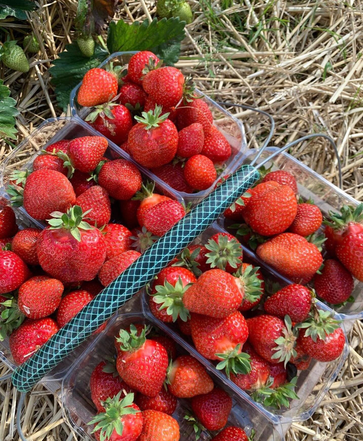 F&oslash;rste &aring;bningsdag i s&aelig;son 2023, er vel overst&aring;et🍓 Sikke mange dejlige mennesker der har v&aelig;ret forbi, vi h&aring;ber vi kan sige &ldquo;p&aring; gensyn&rdquo; til mange af jer, vi st&aring;r i hvertfald klar i biksen de