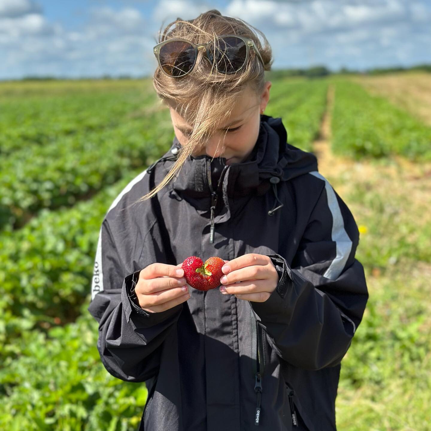 Dagens 🍓❤️

#jordb&aelig;r #jordb&aelig;rselvpluk #plukselvjordb&aelig;r #kobberstedjordb&aelig;r