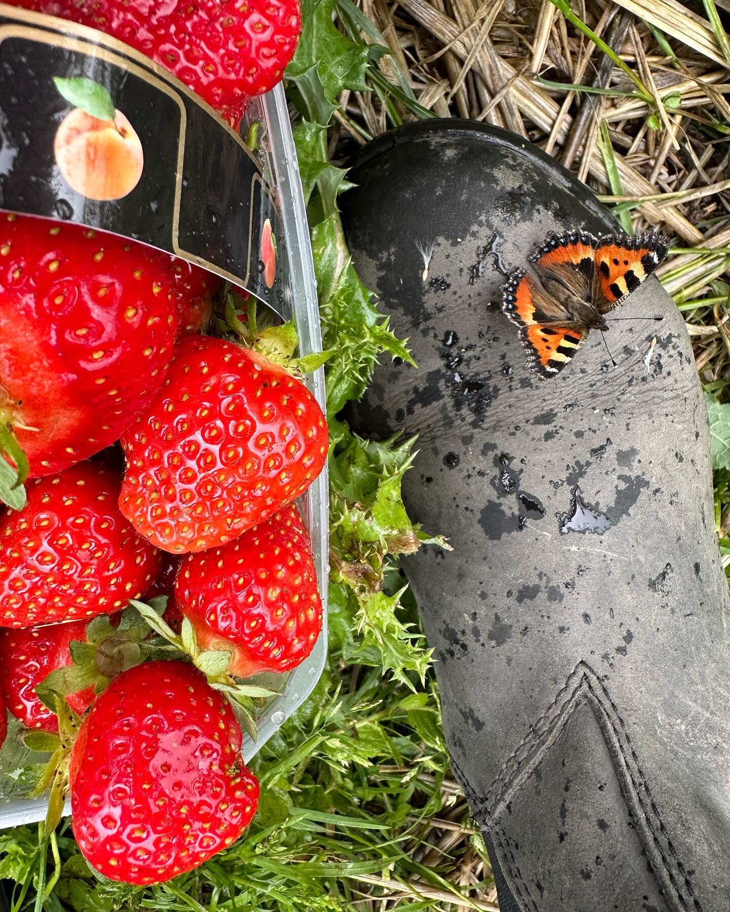 Vi &aring;bner igen i morgen den 6.juli kl. 10.00 - og som I kan se er der stadig b&aelig;r og smukke sommerfugle at finde🍓🦋

#jordb&aelig;r #selvpluk #plukselvjordb&aelig;r #sommerfugl #blondstonest&oslash;vler #natur #danmark #plantes #naturefood