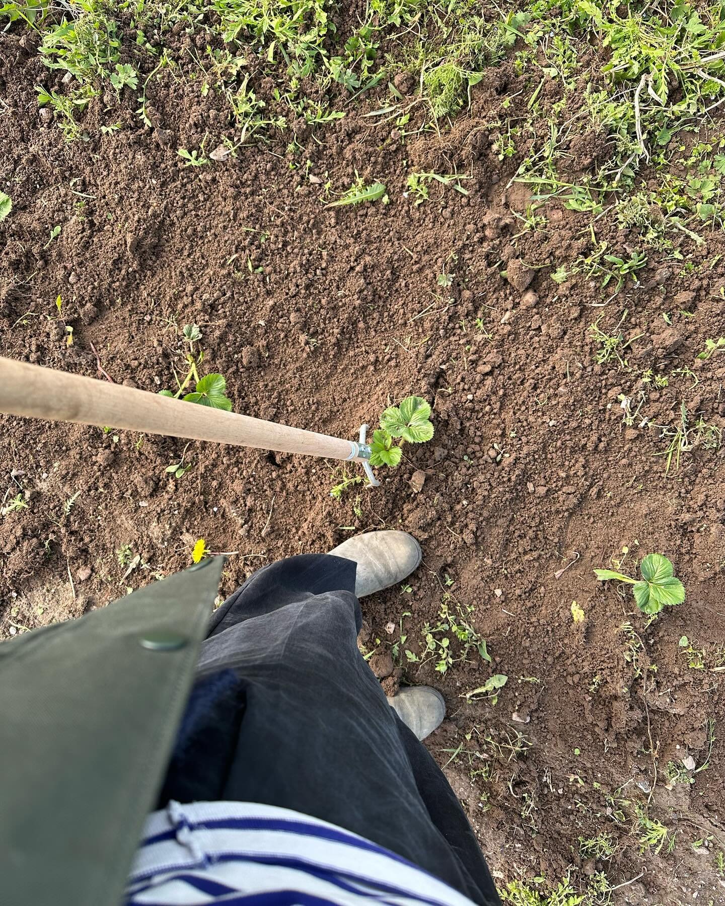 New season comming up🌱 F&oslash;rste &ldquo;markopgave&rdquo;: find planterne 🫠 🙈 

#jordb&aelig;rplanter #ukrudt #nyes&aelig;son #newseason #strawberry #mark #natur #jordb&aelig;r #for&aring;r