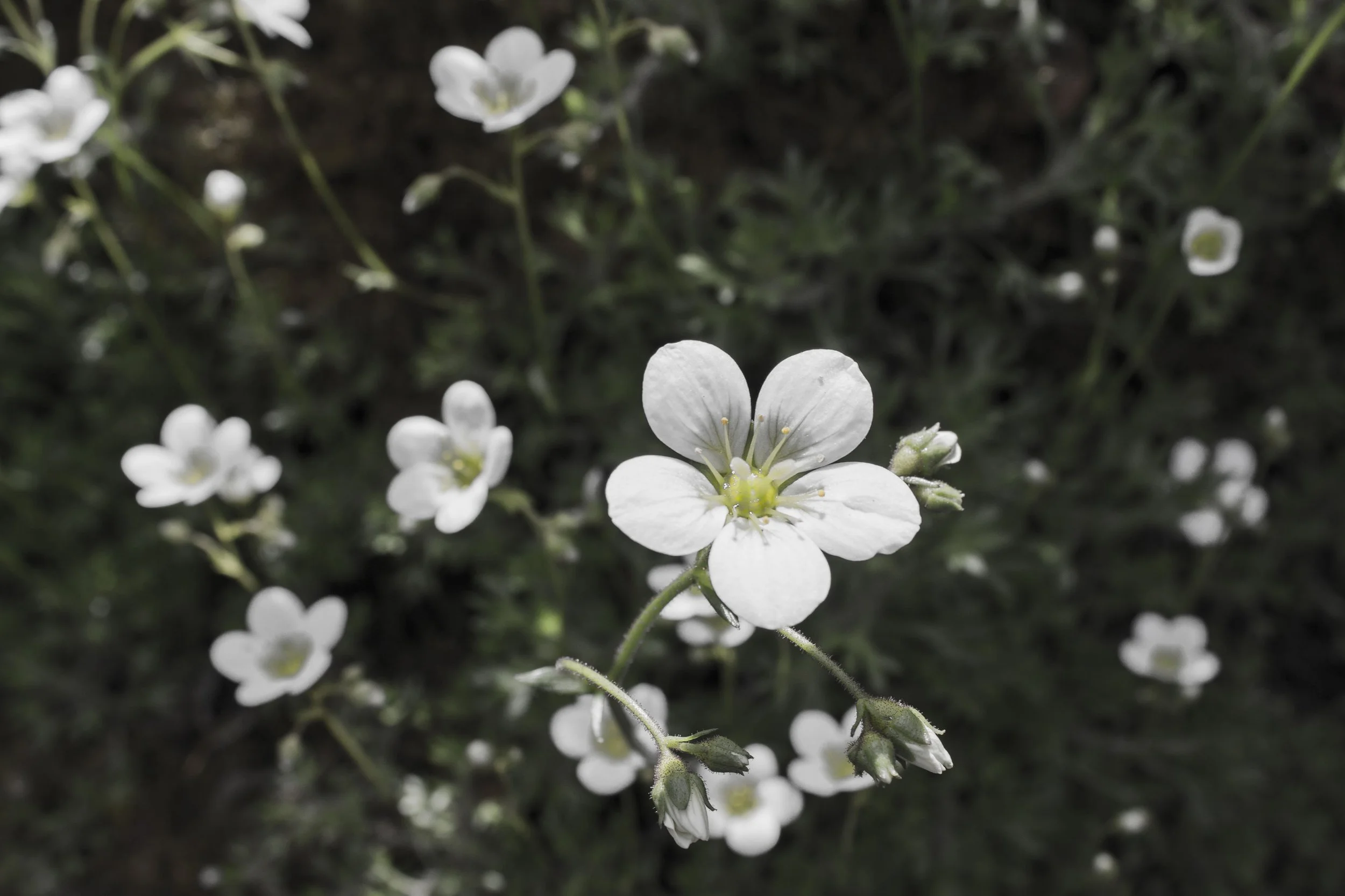 Jardin des fleurs, Victoria – Petites fleurs blanches