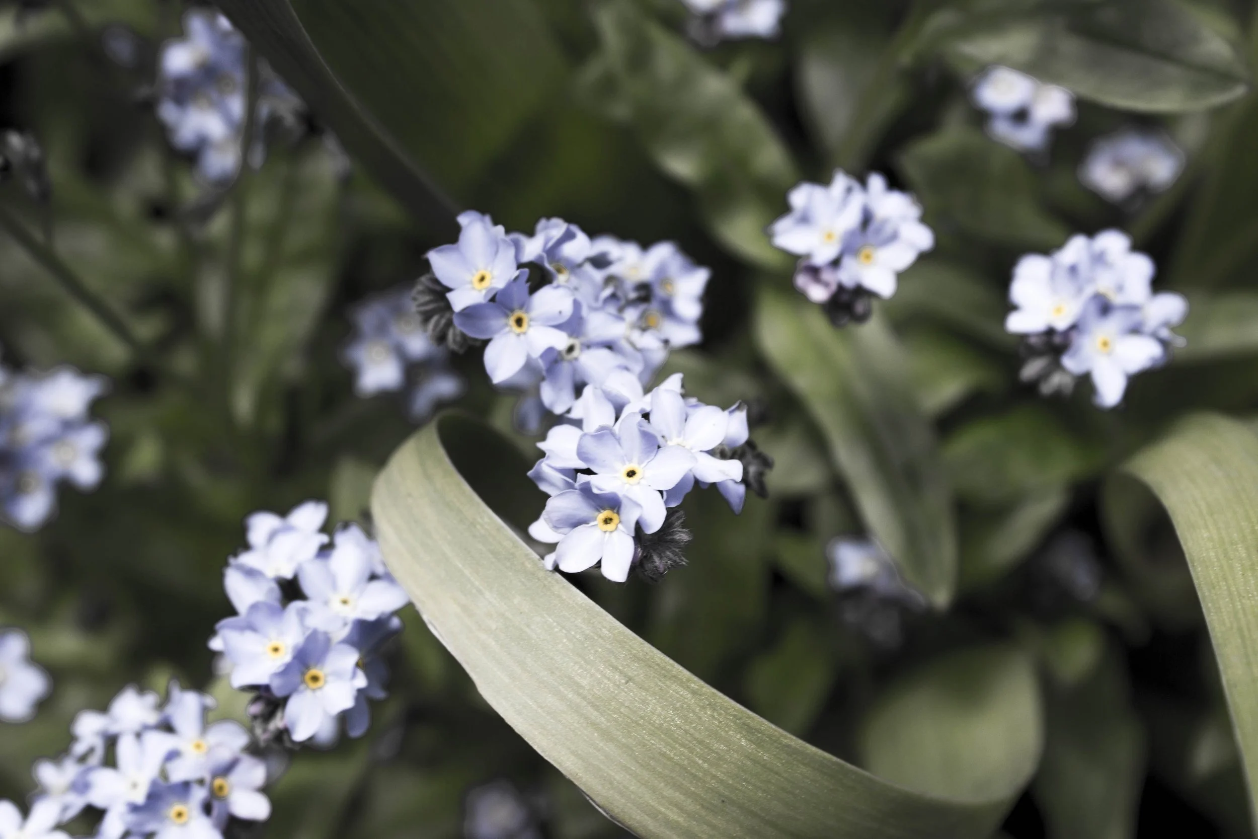 Jardin des fleurs, Victoria – Petites fleurs mauves